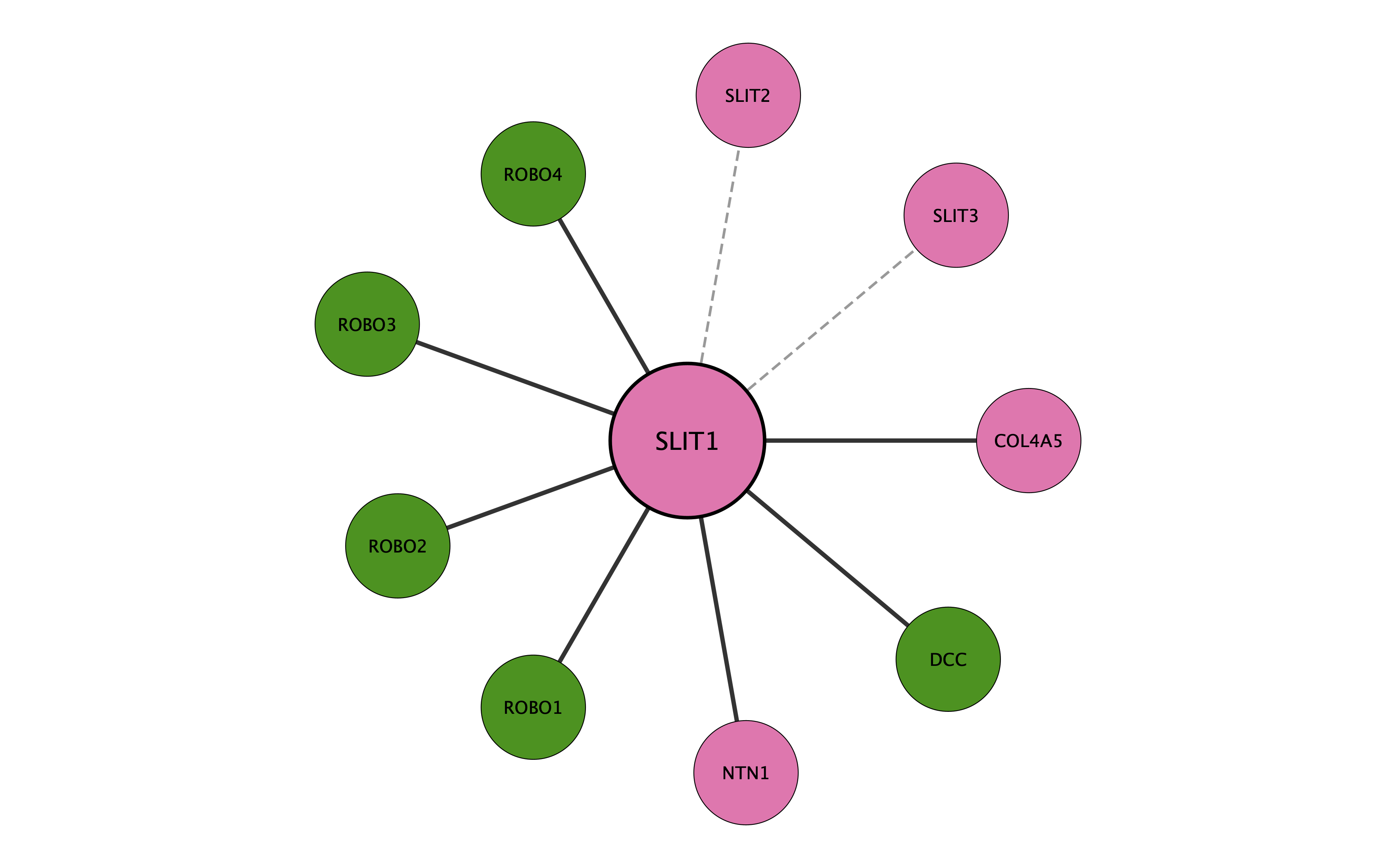 SLIT1 protein interaction network