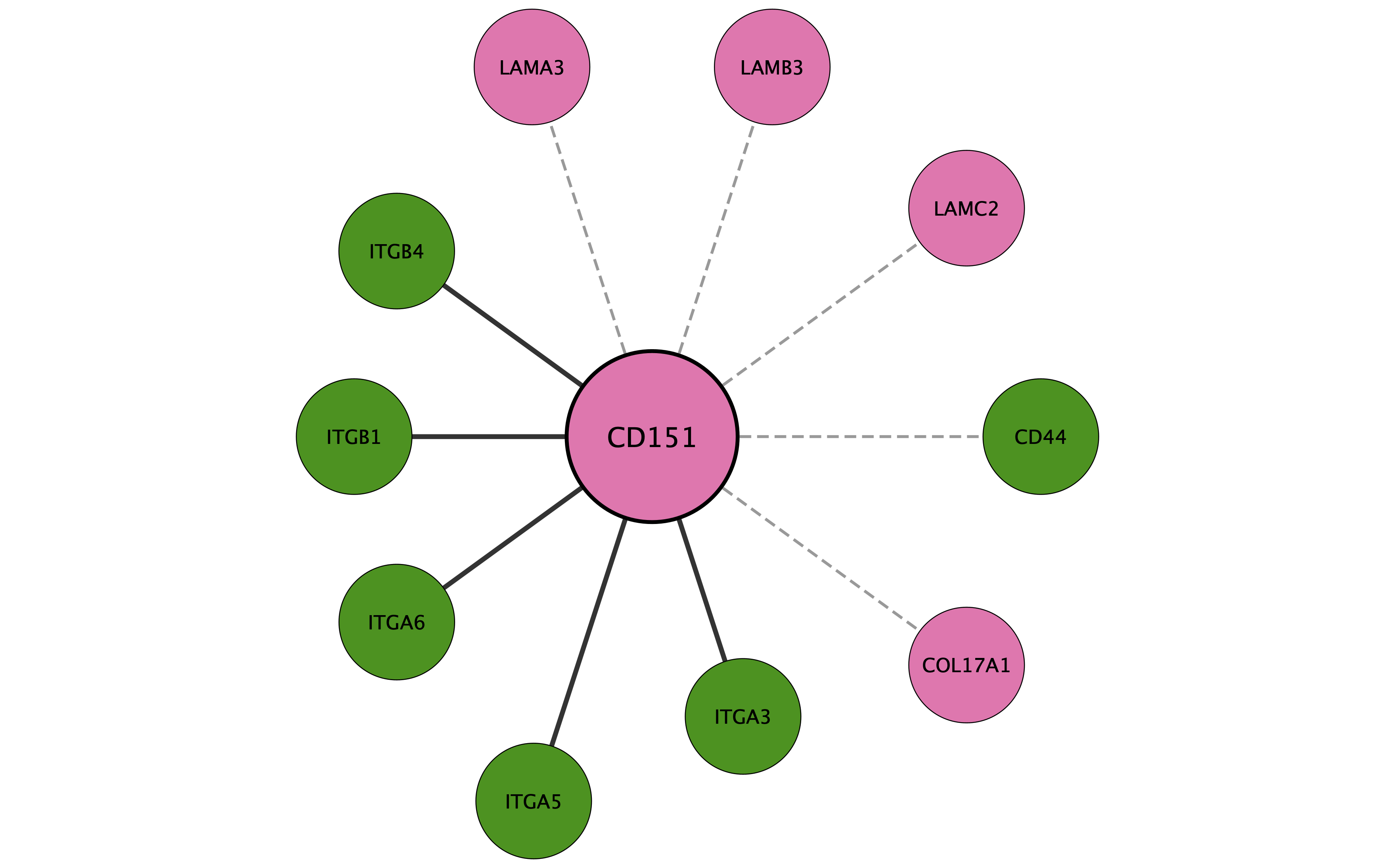 CD151 protein interaction network