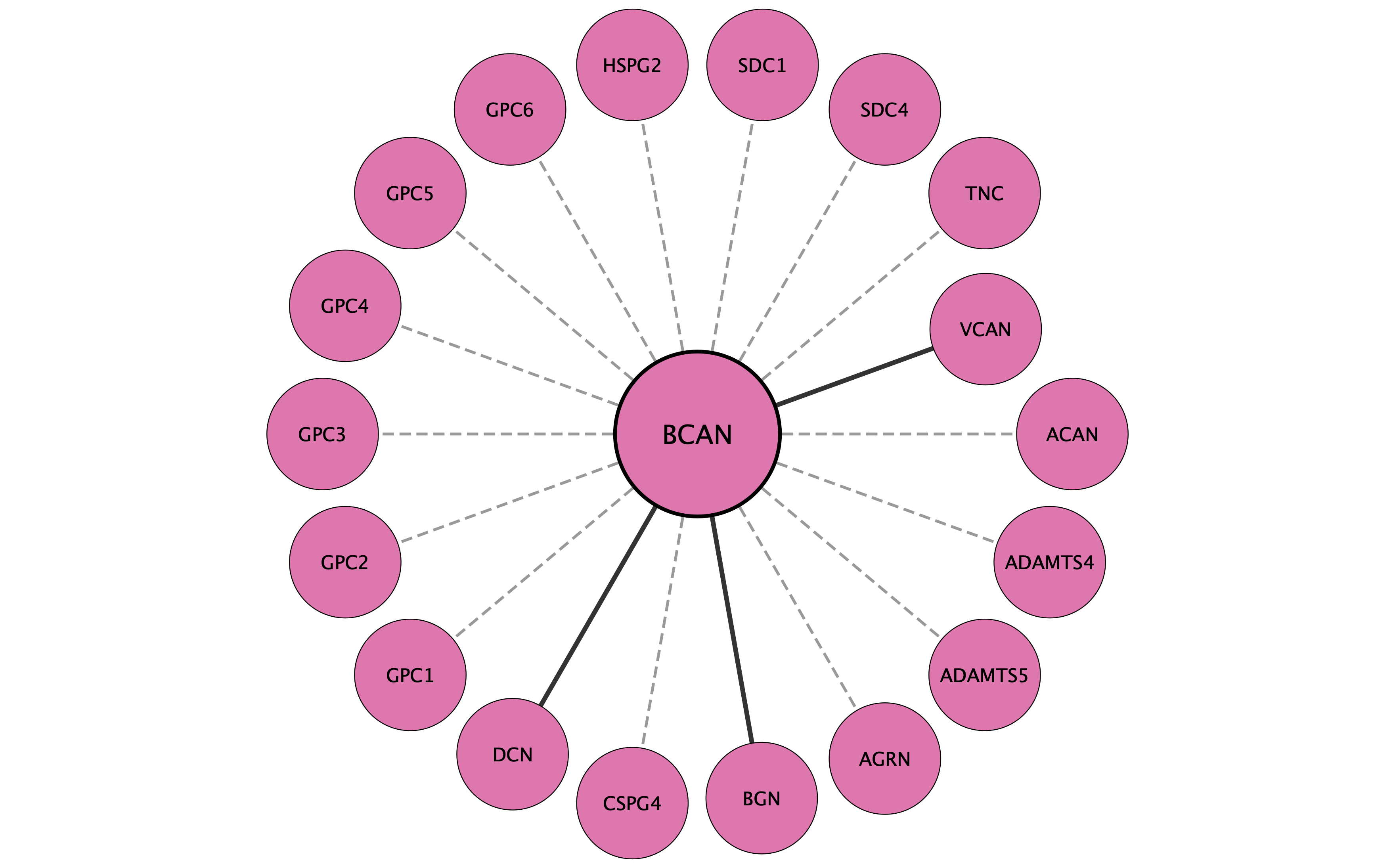 BCAN protein interaction network