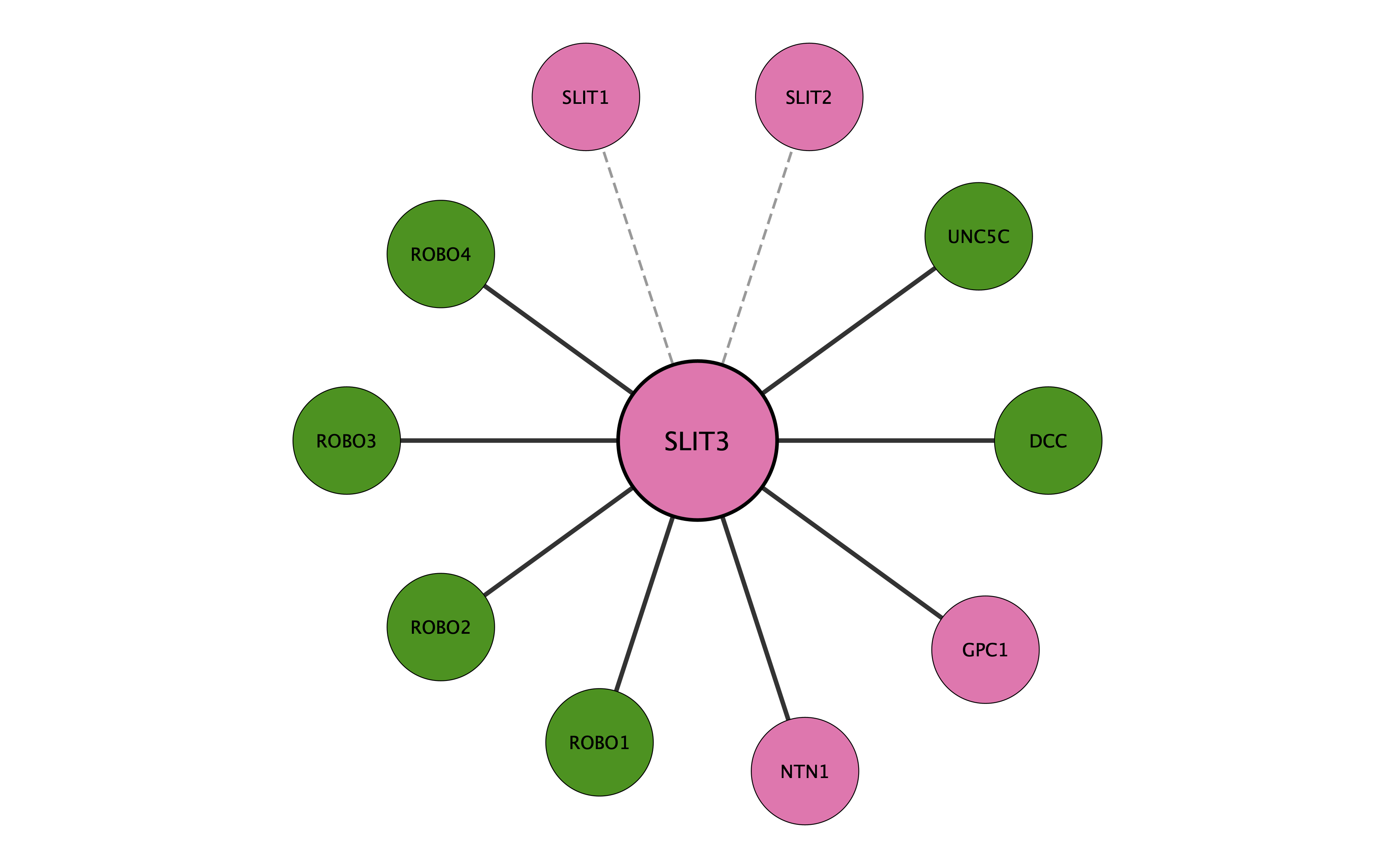 SLIT3 protein interaction network