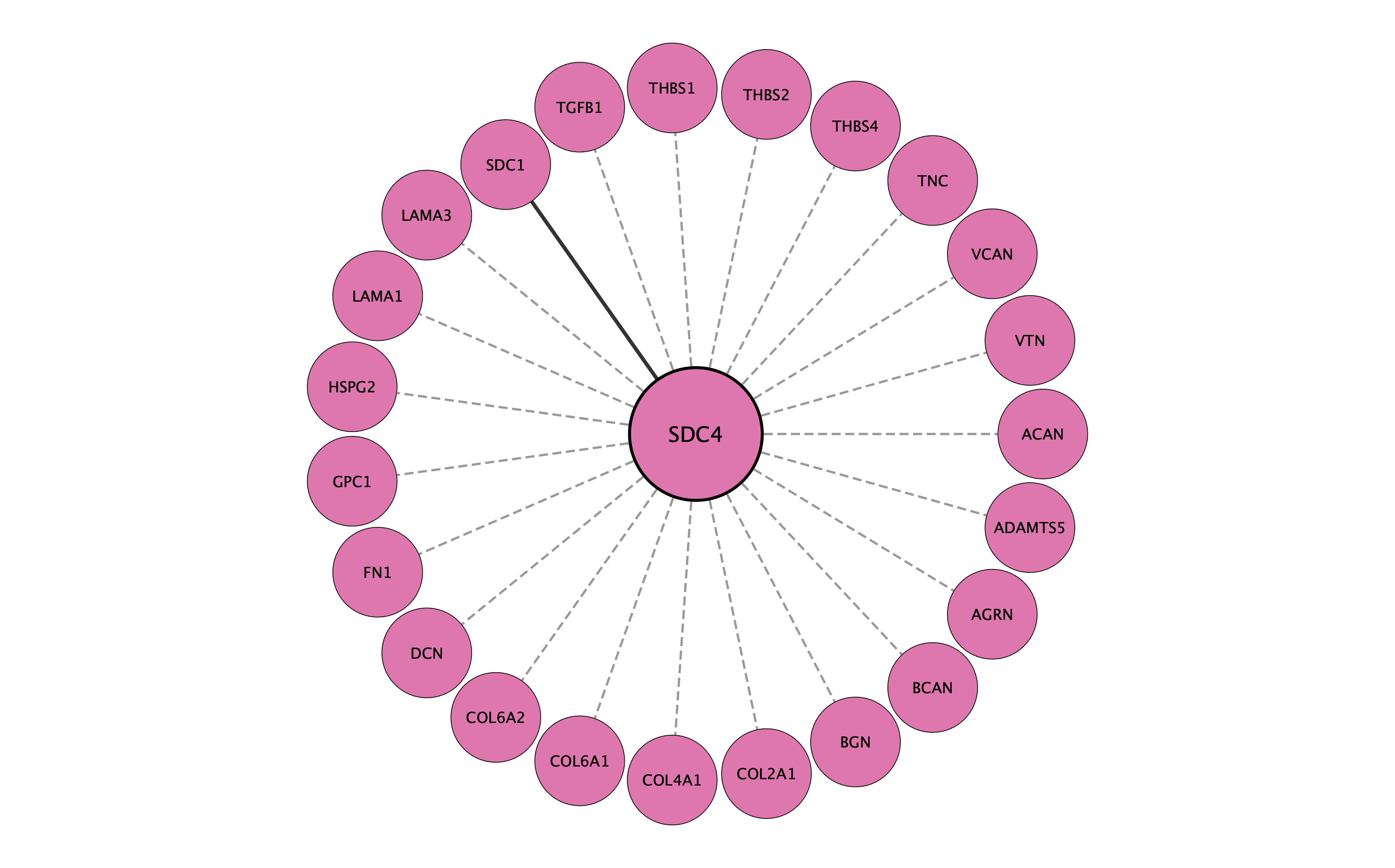 SDC4 protein interaction network