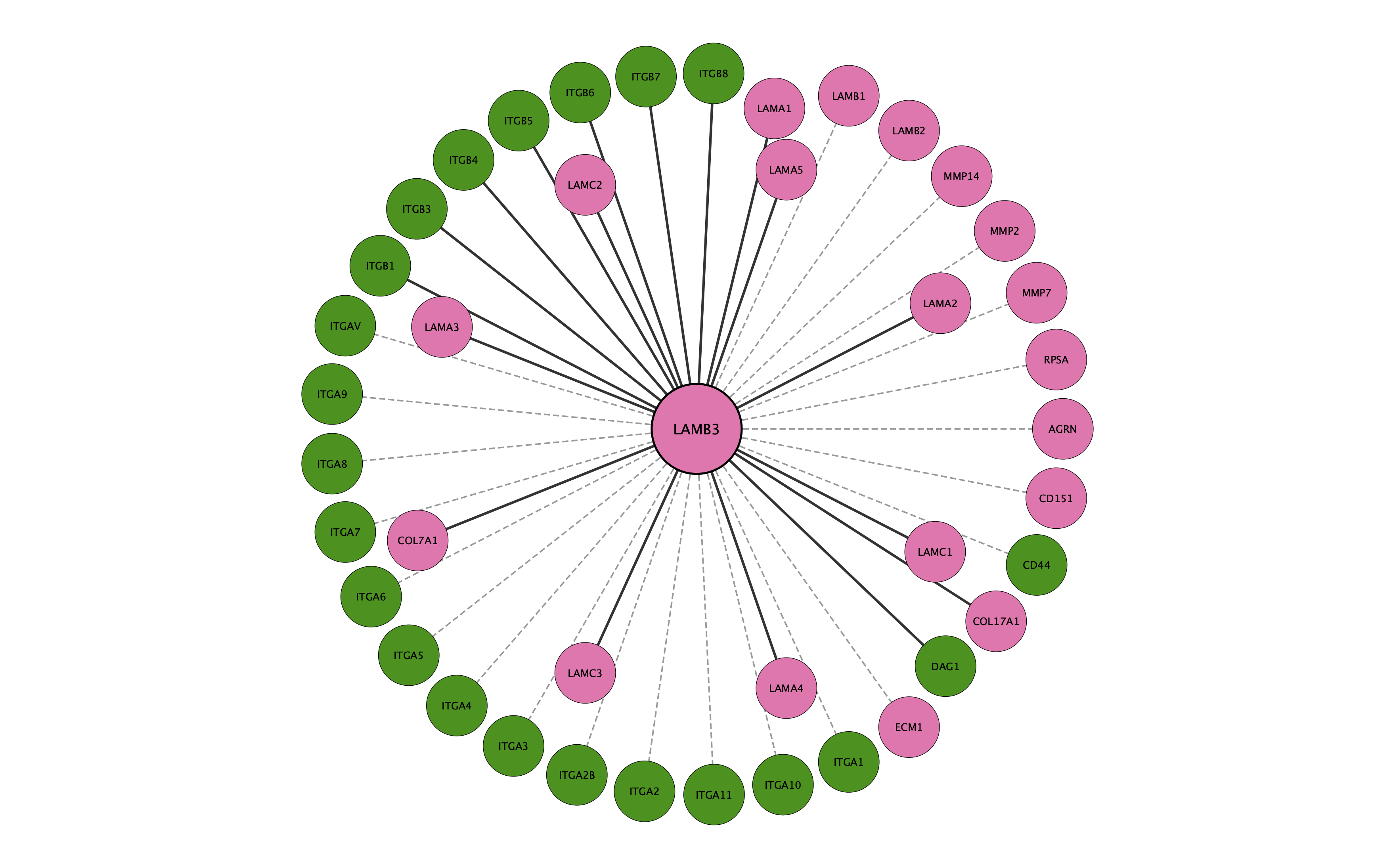 LAMB3 protein interaction network