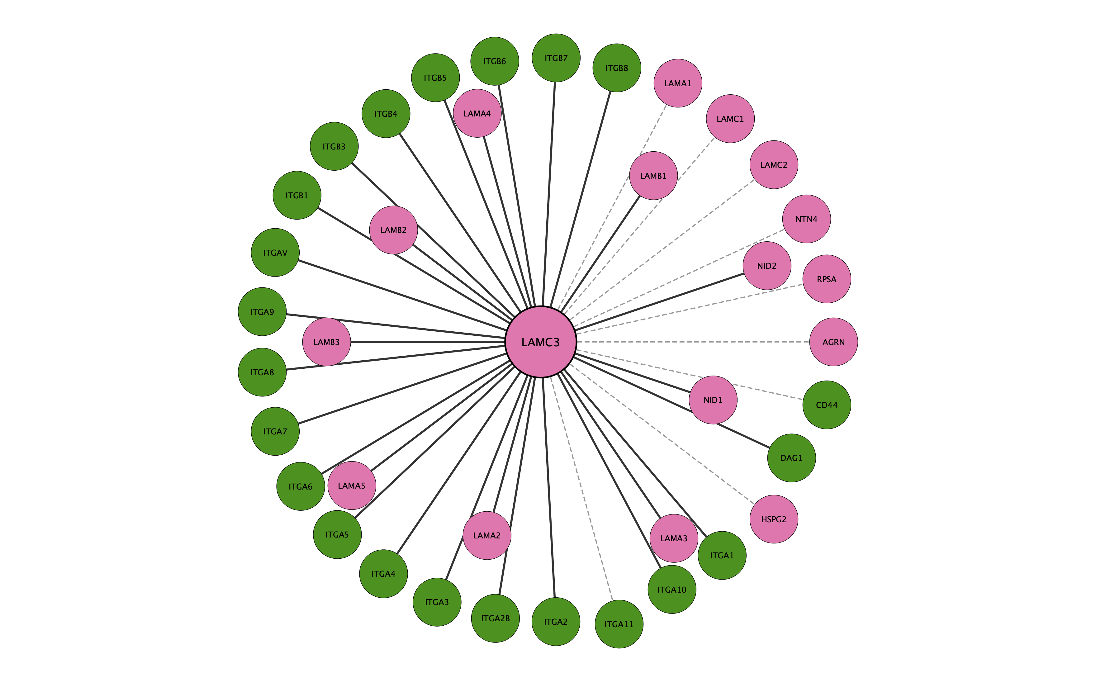 LAMC3 protein interaction network