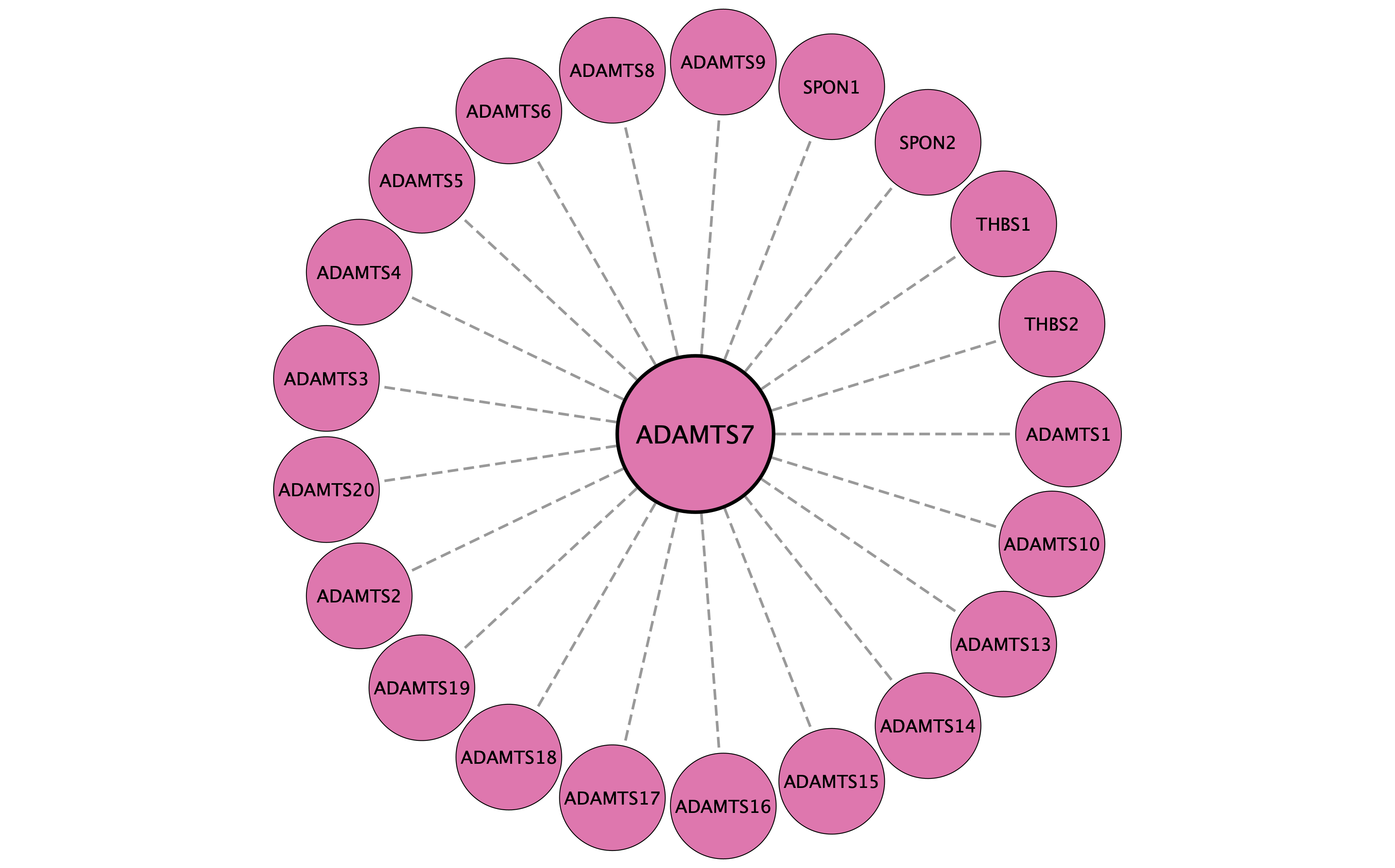 ADAMTS7 protein interaction network
