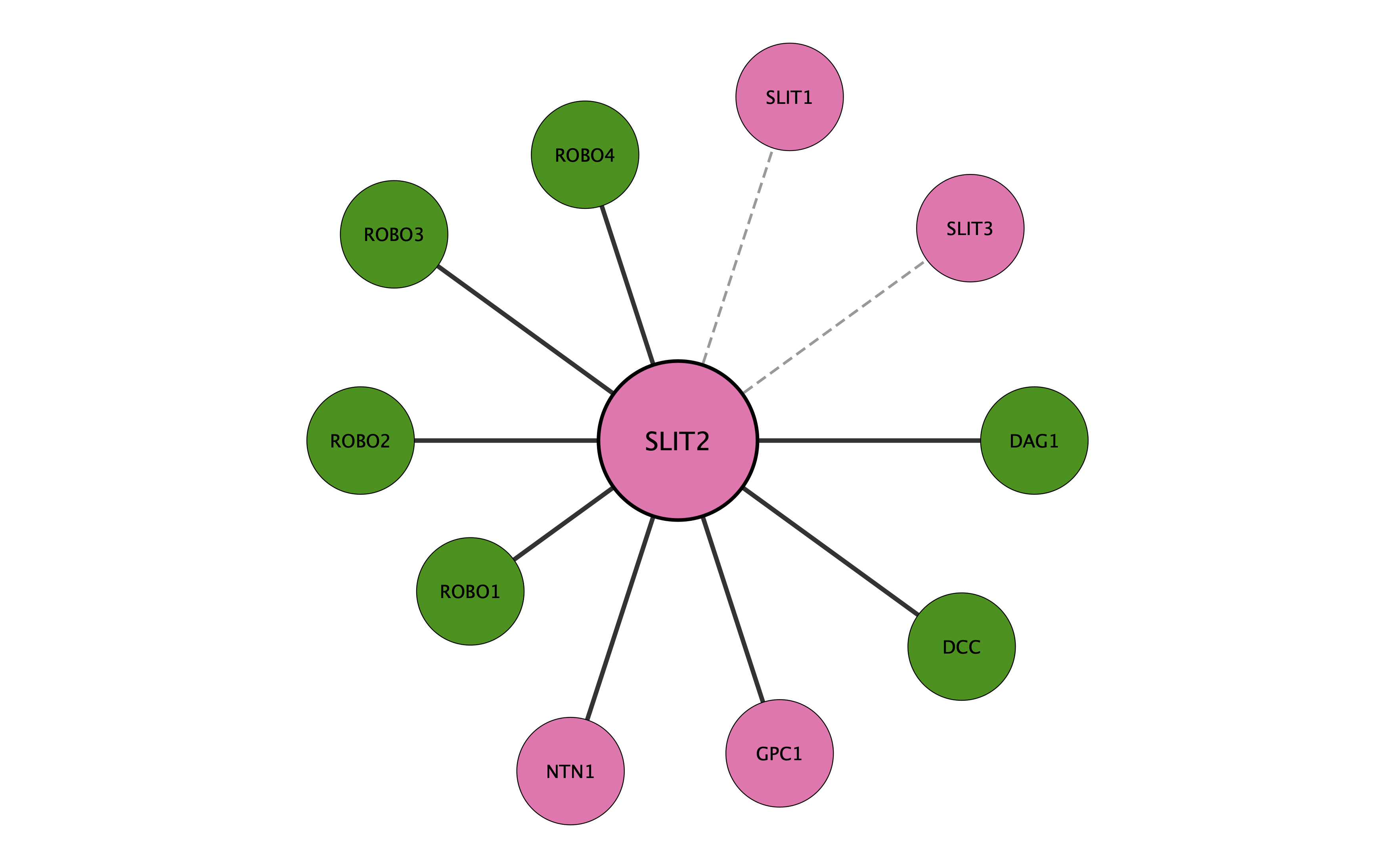 SLIT2 protein interaction network