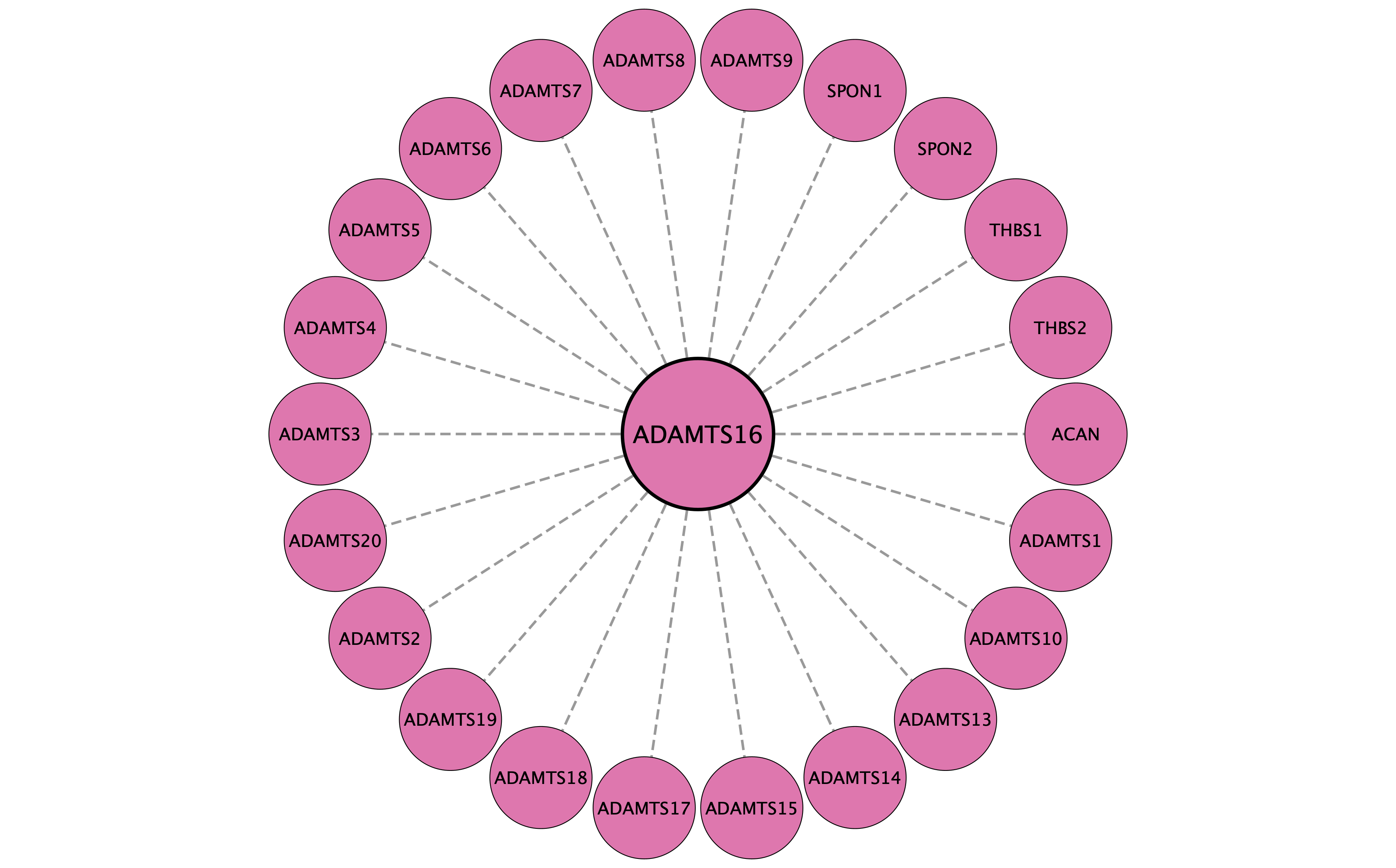 ADAMTS16 protein interaction network