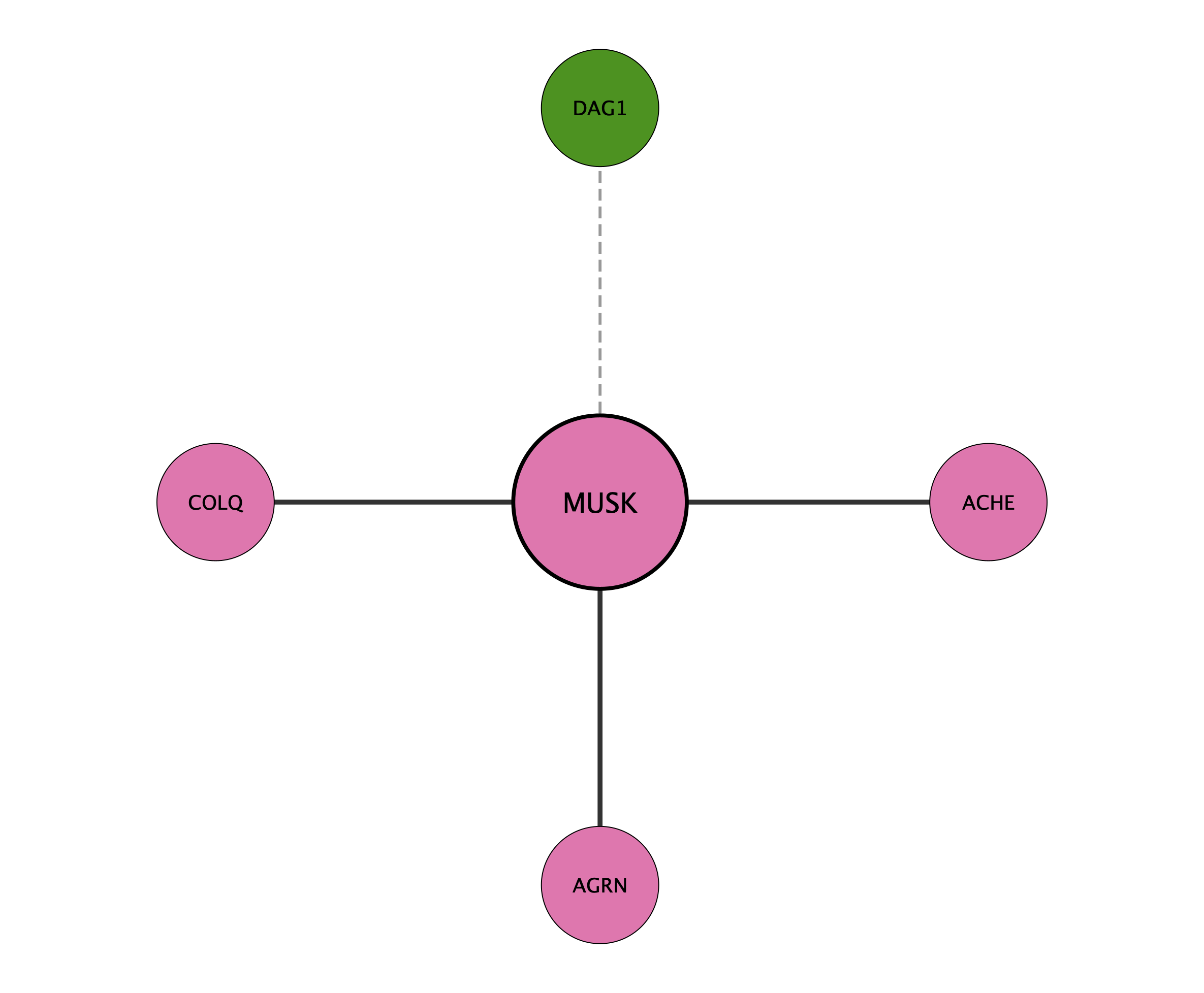 MUSK protein interaction network
