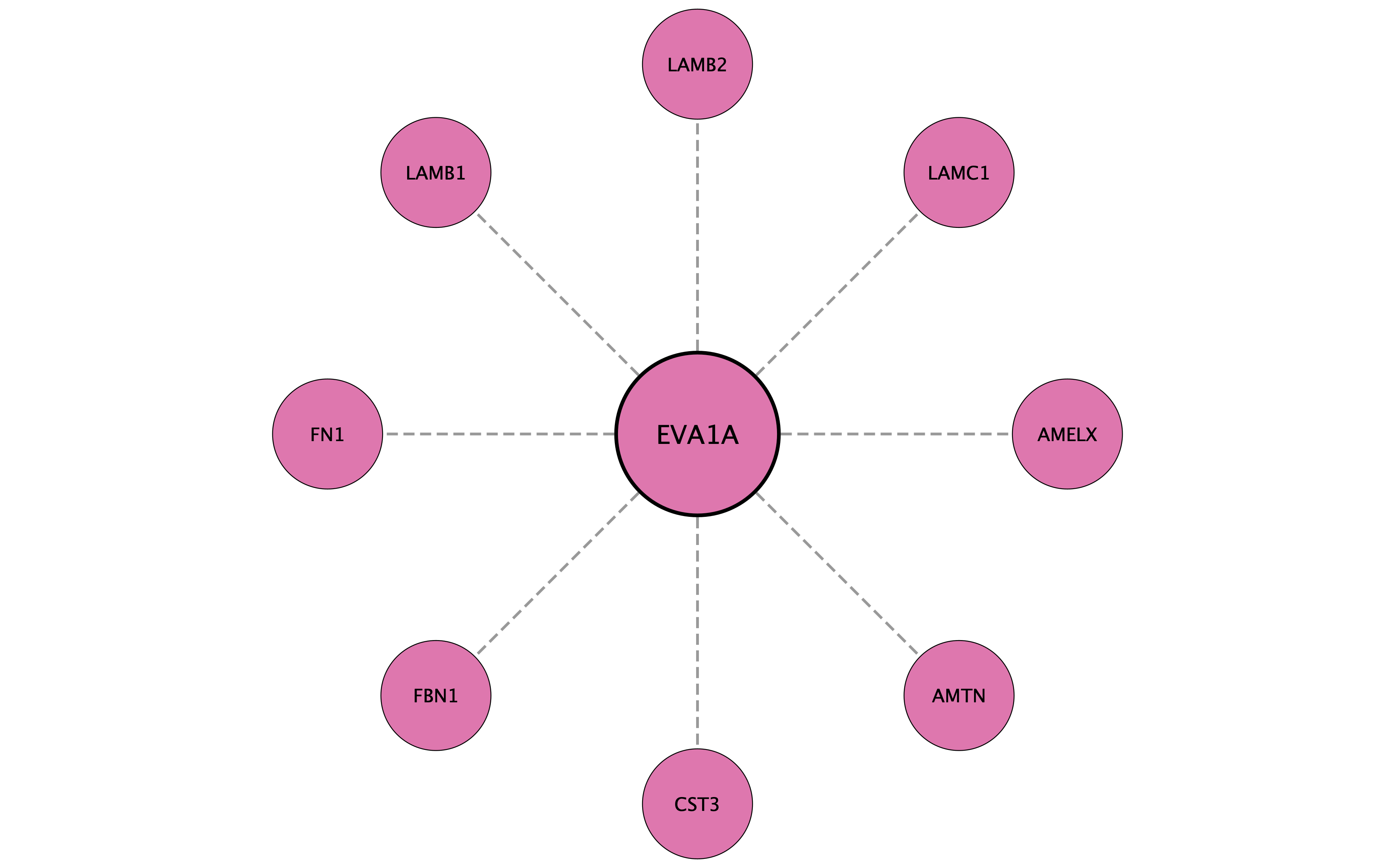 EVA1A protein interaction network