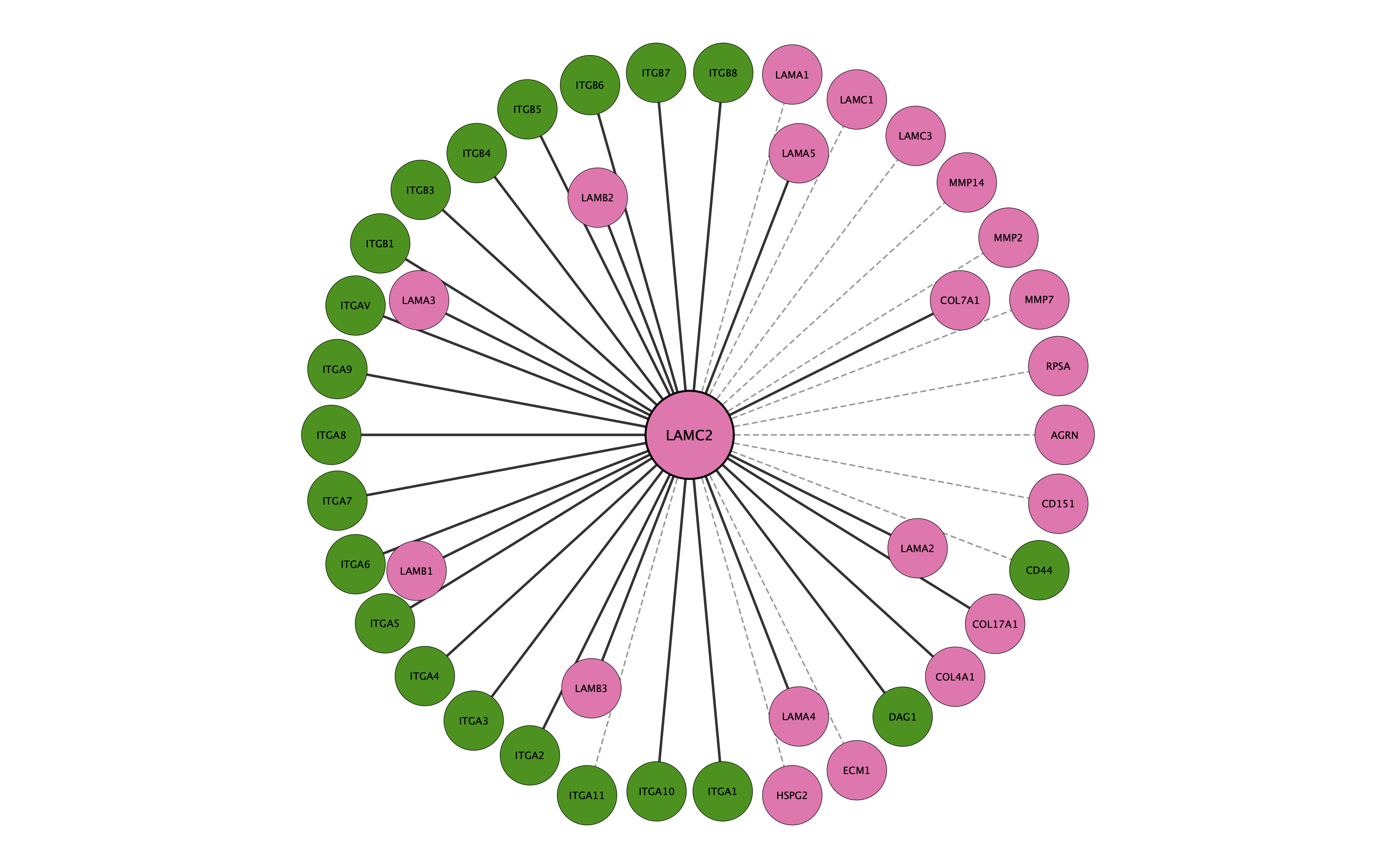 LAMC2 protein interaction network