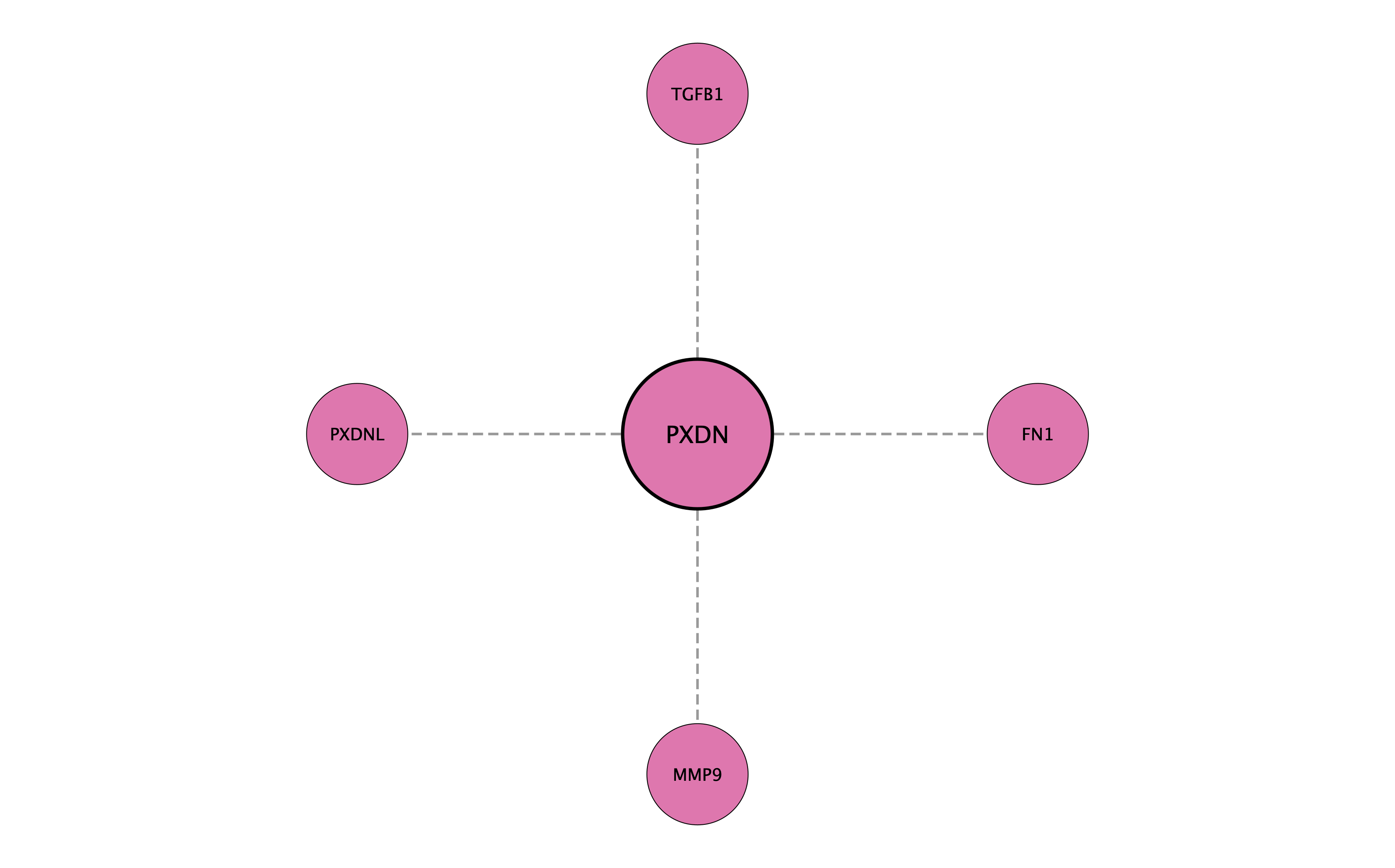PXDN protein interaction network