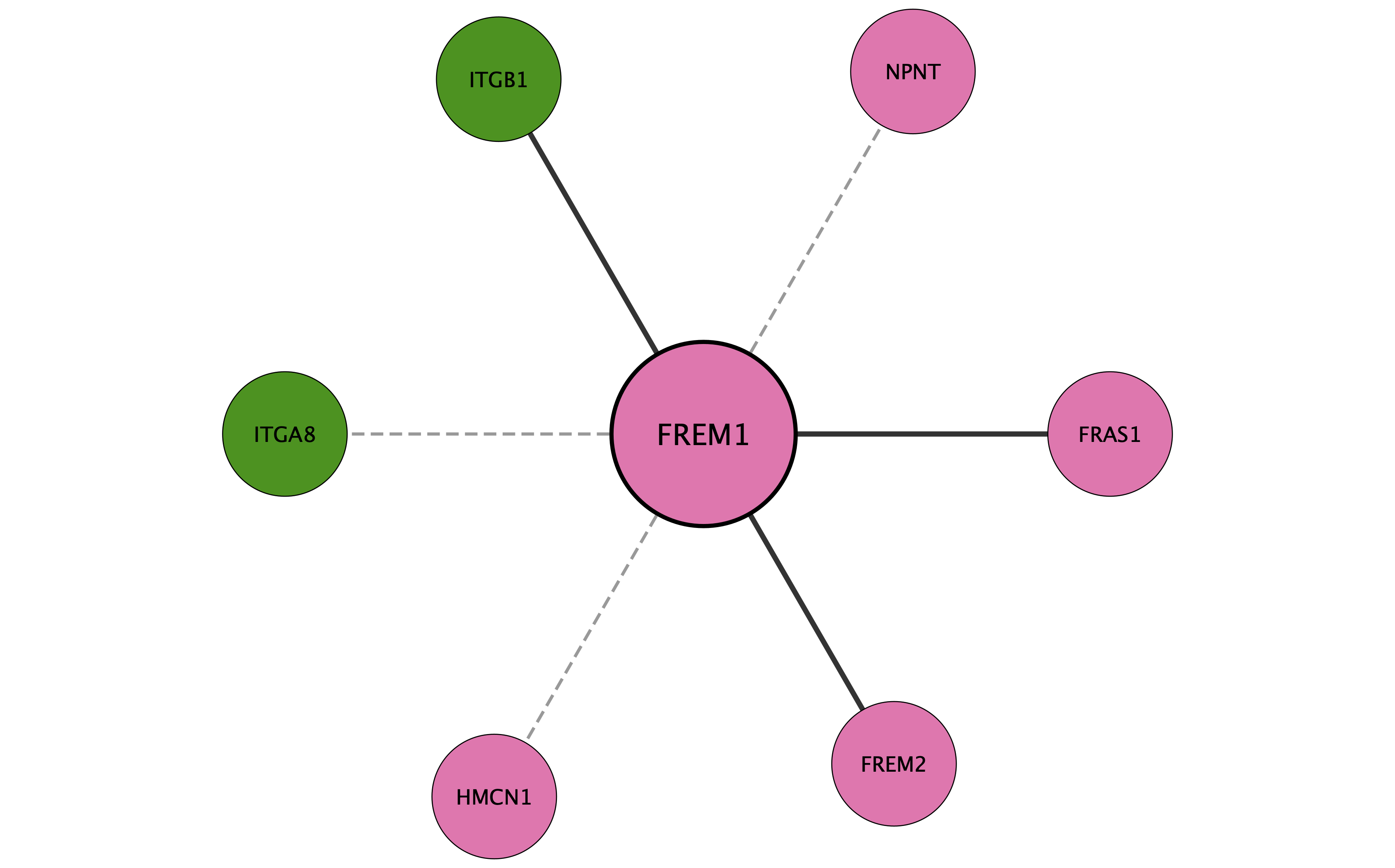 FREM1 protein interaction network