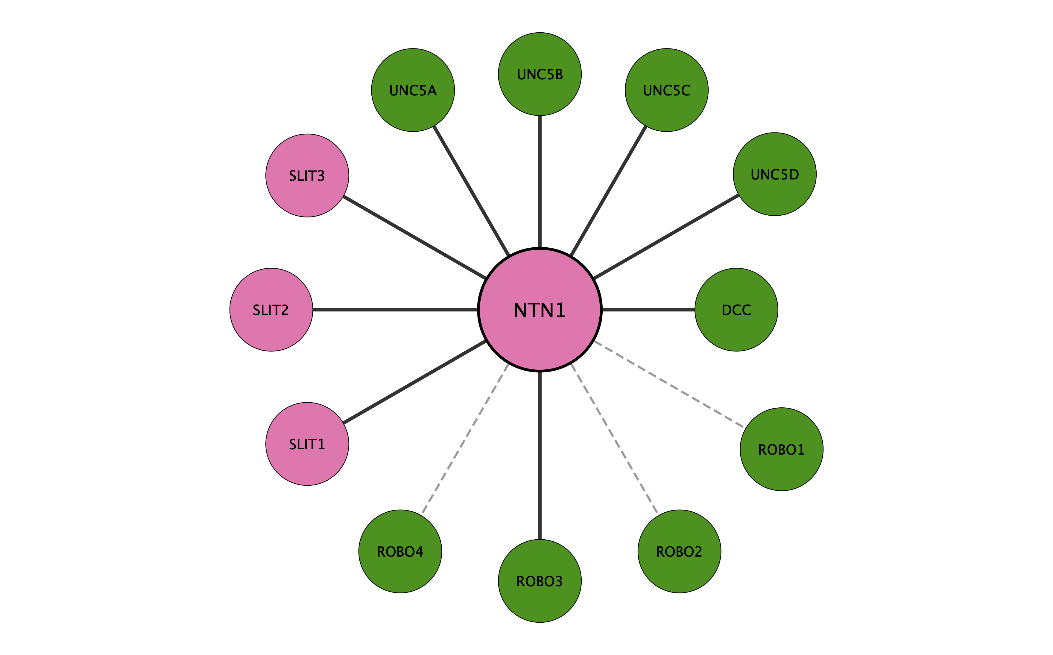 NTN1 protein interaction network