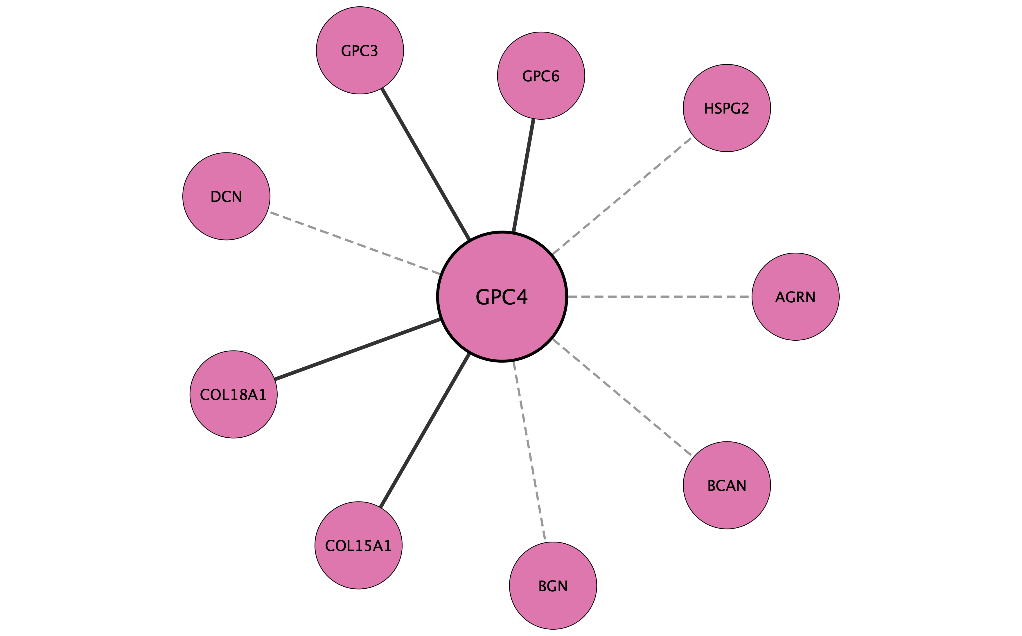 GPC4 protein interaction network