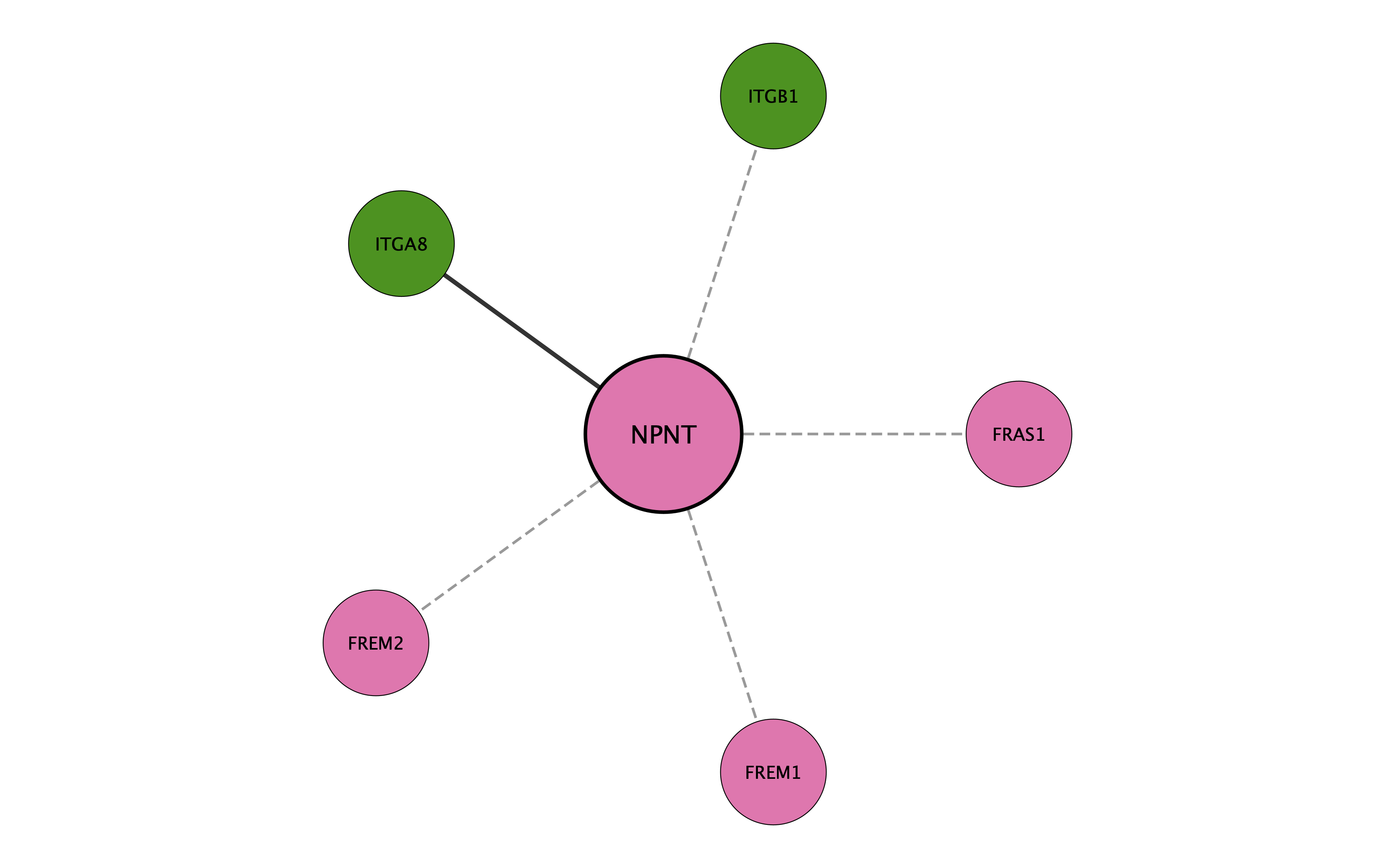 NPNT protein interaction network