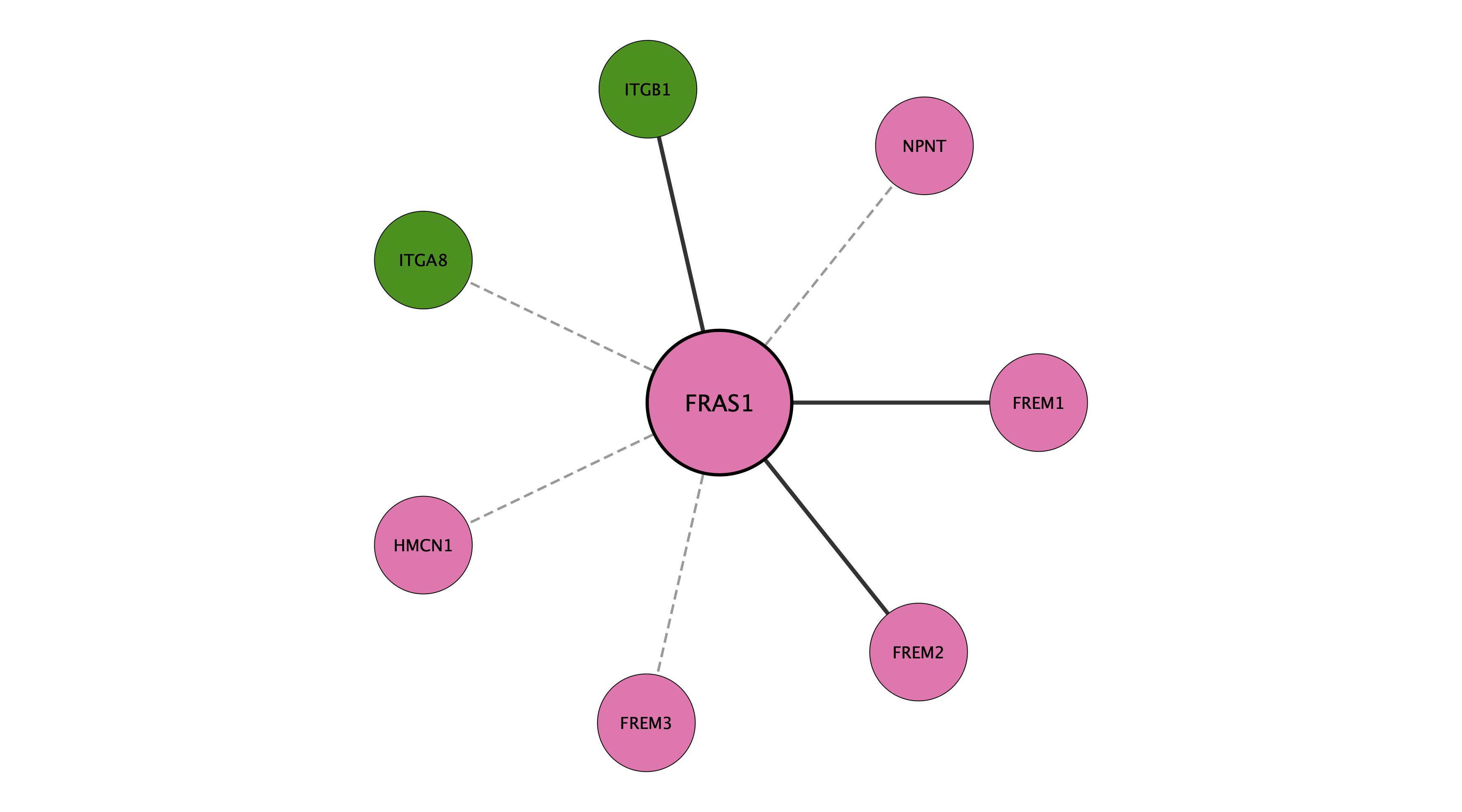 FRAS1 protein interaction network