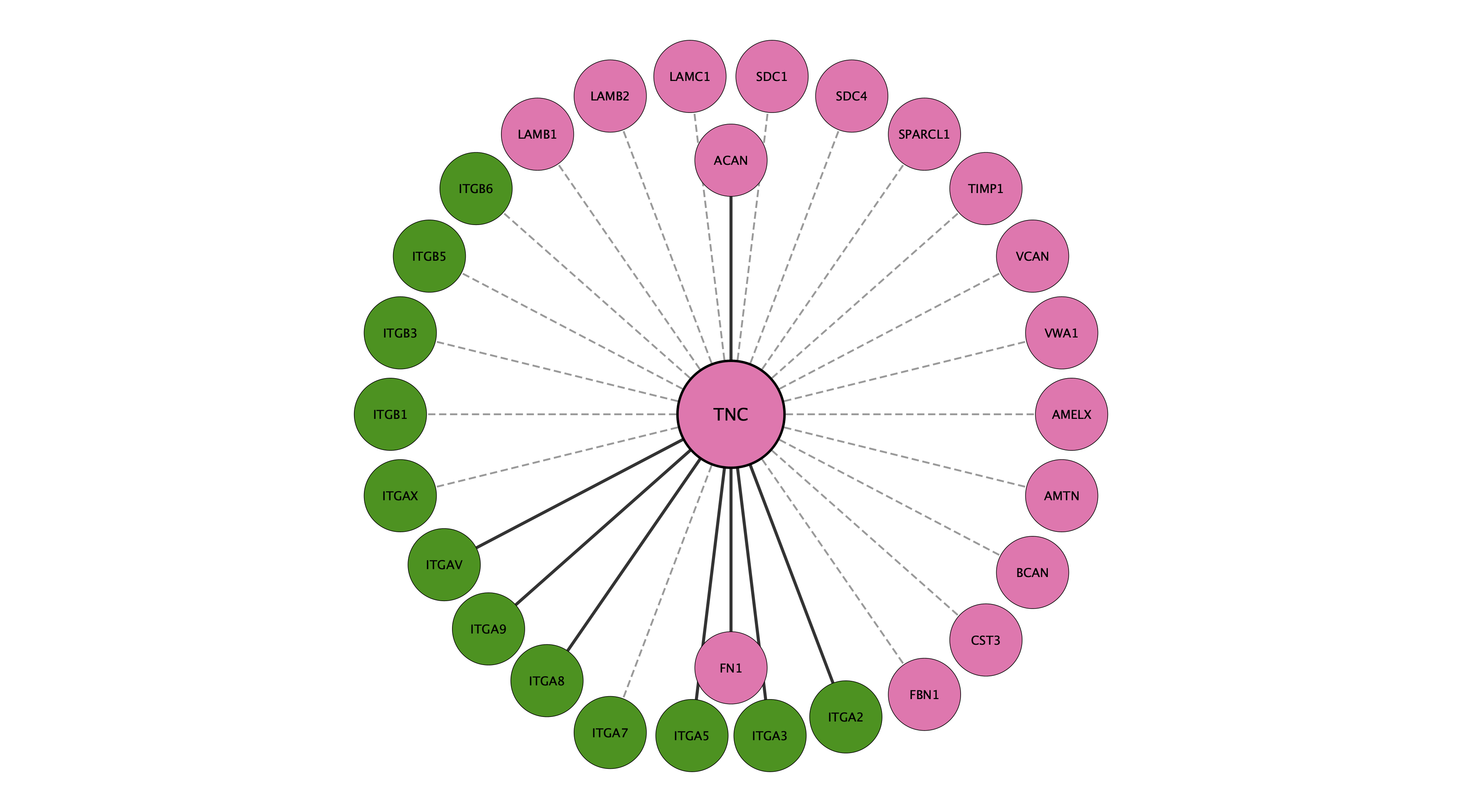 TNC protein interaction network