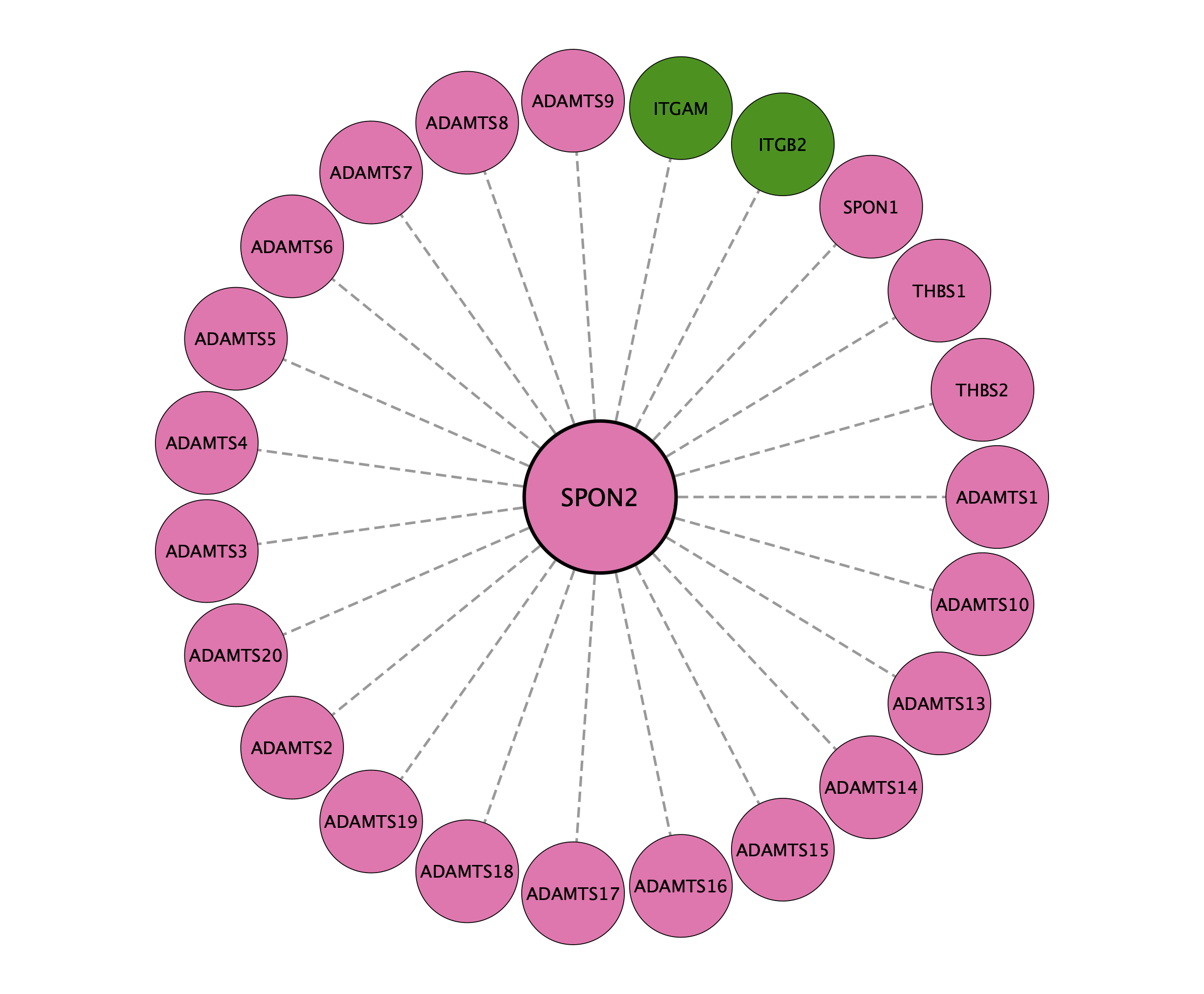 SPON2 protein interaction network