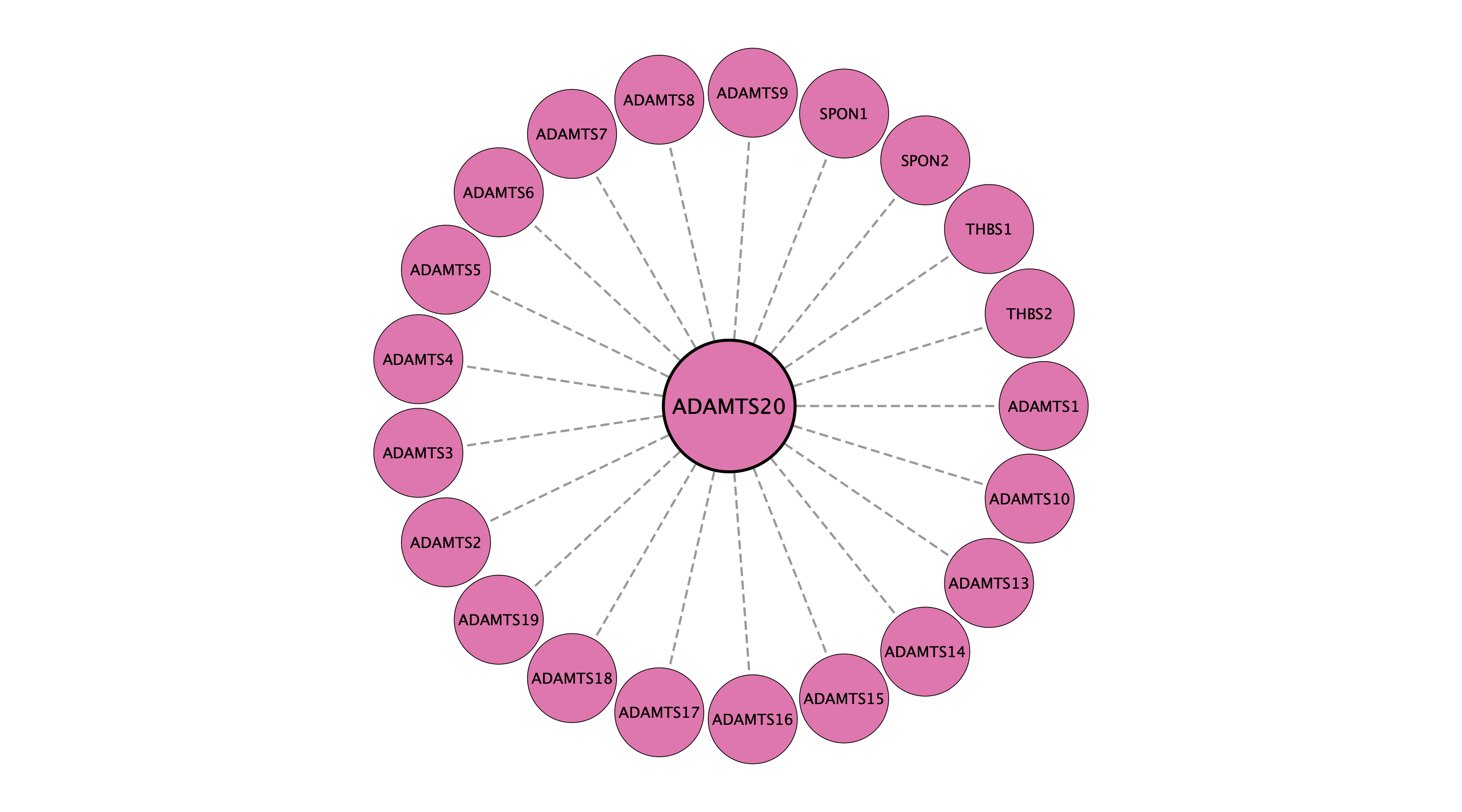 ADAMTS20 protein interaction network