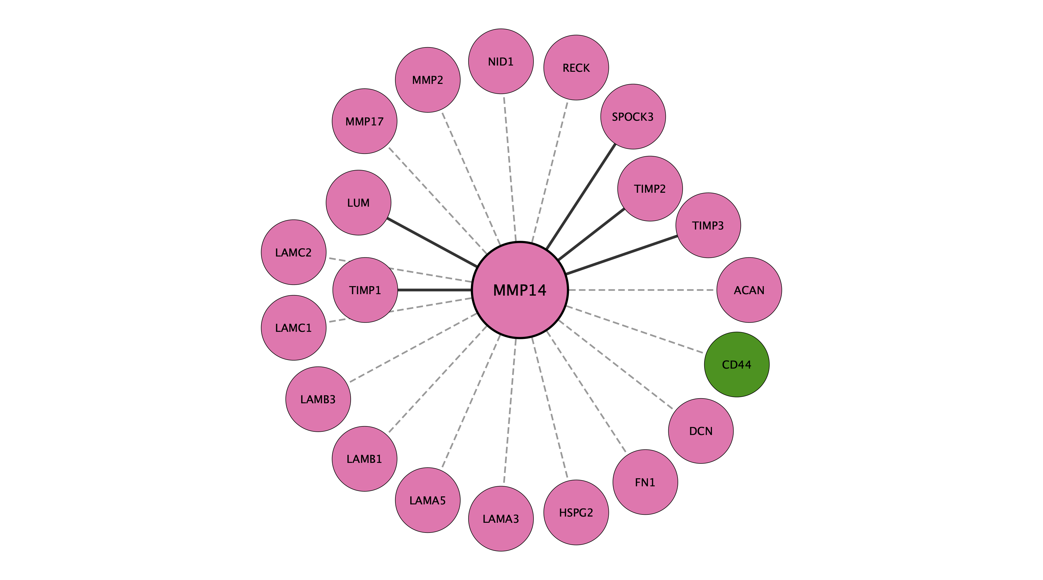 MMP14 protein interaction network