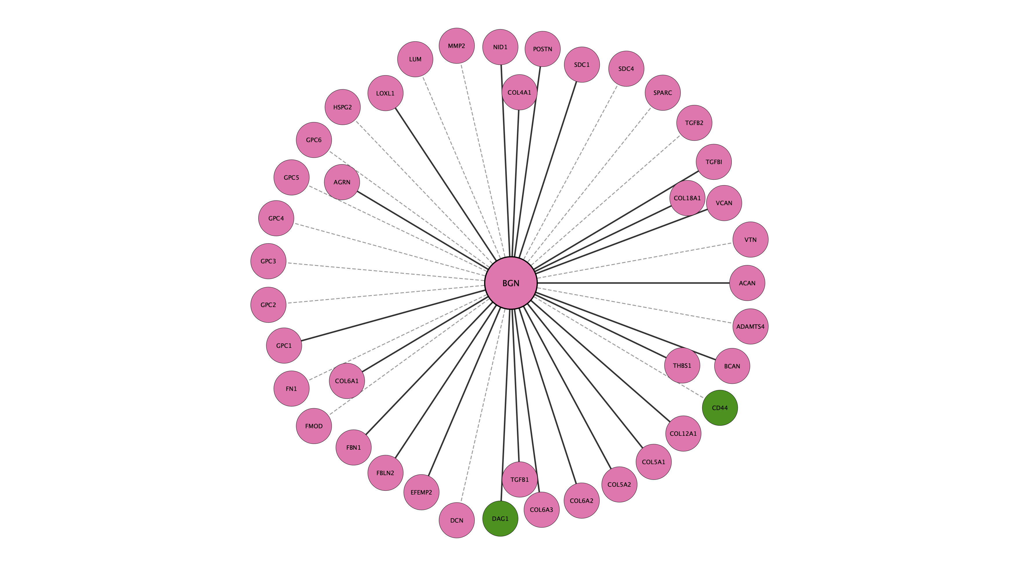 BGN protein interaction network