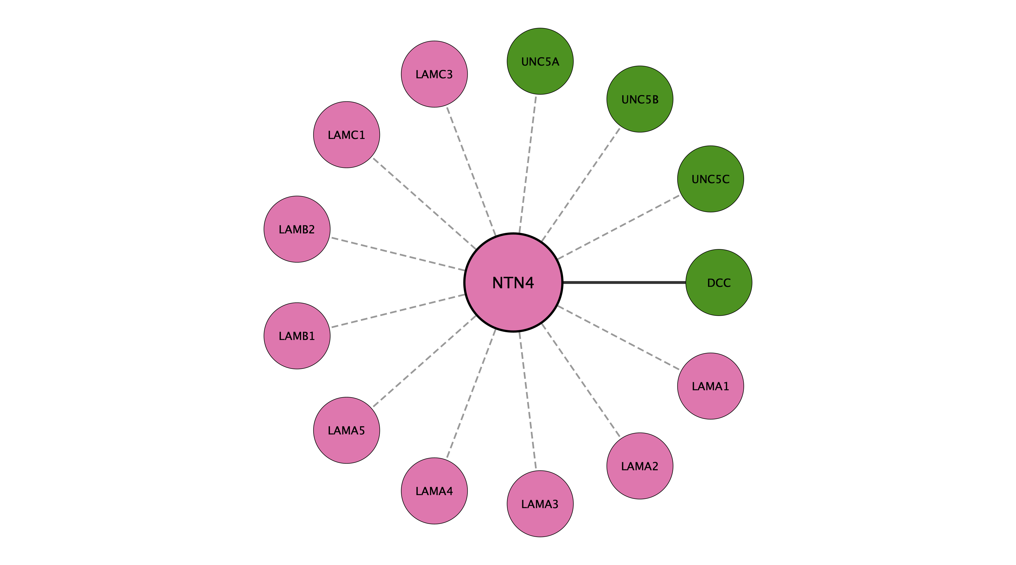 NTN4 protein interaction network