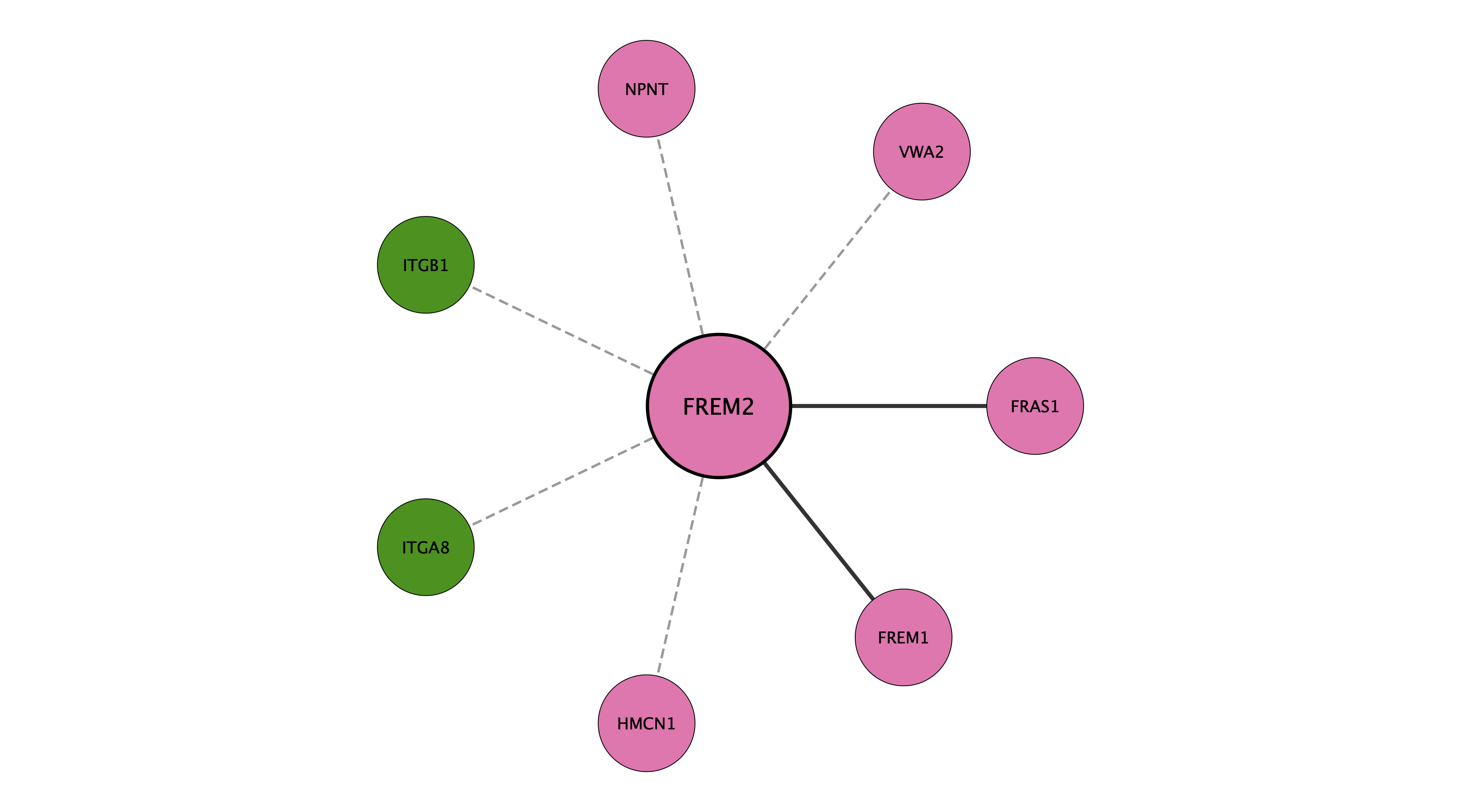 FREM2 protein interaction network