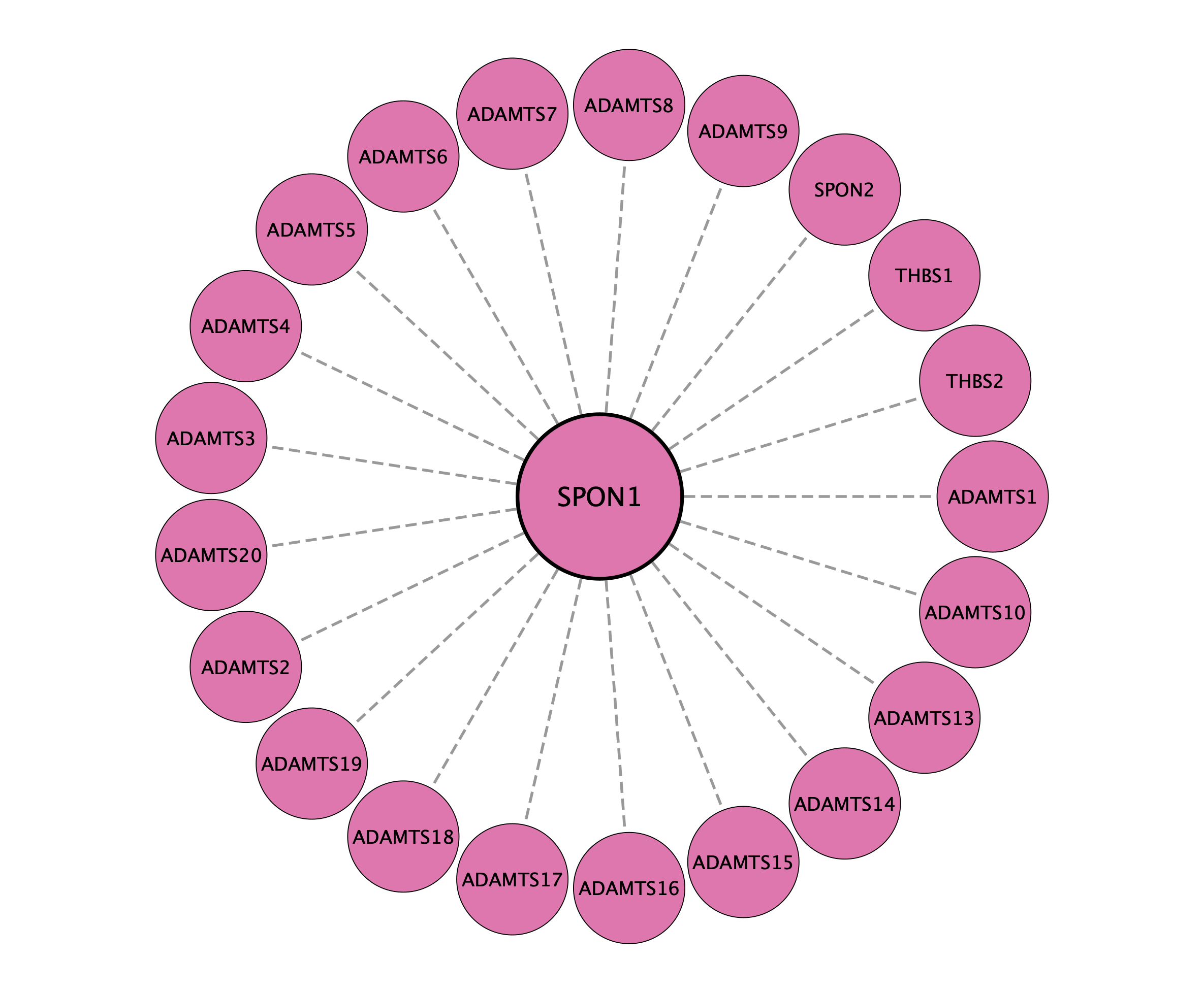 SPON1 protein interaction network