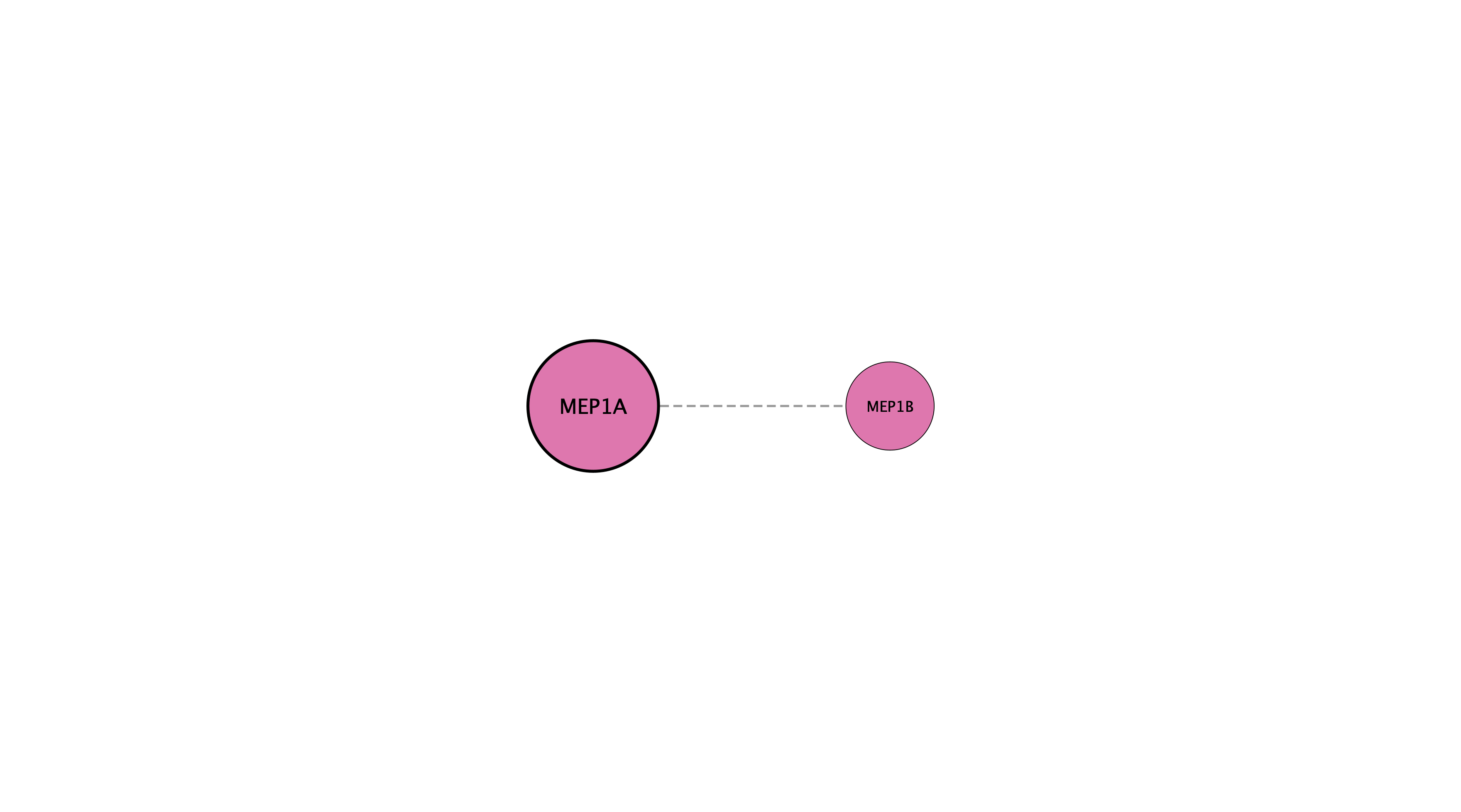 MEP1A protein interaction network