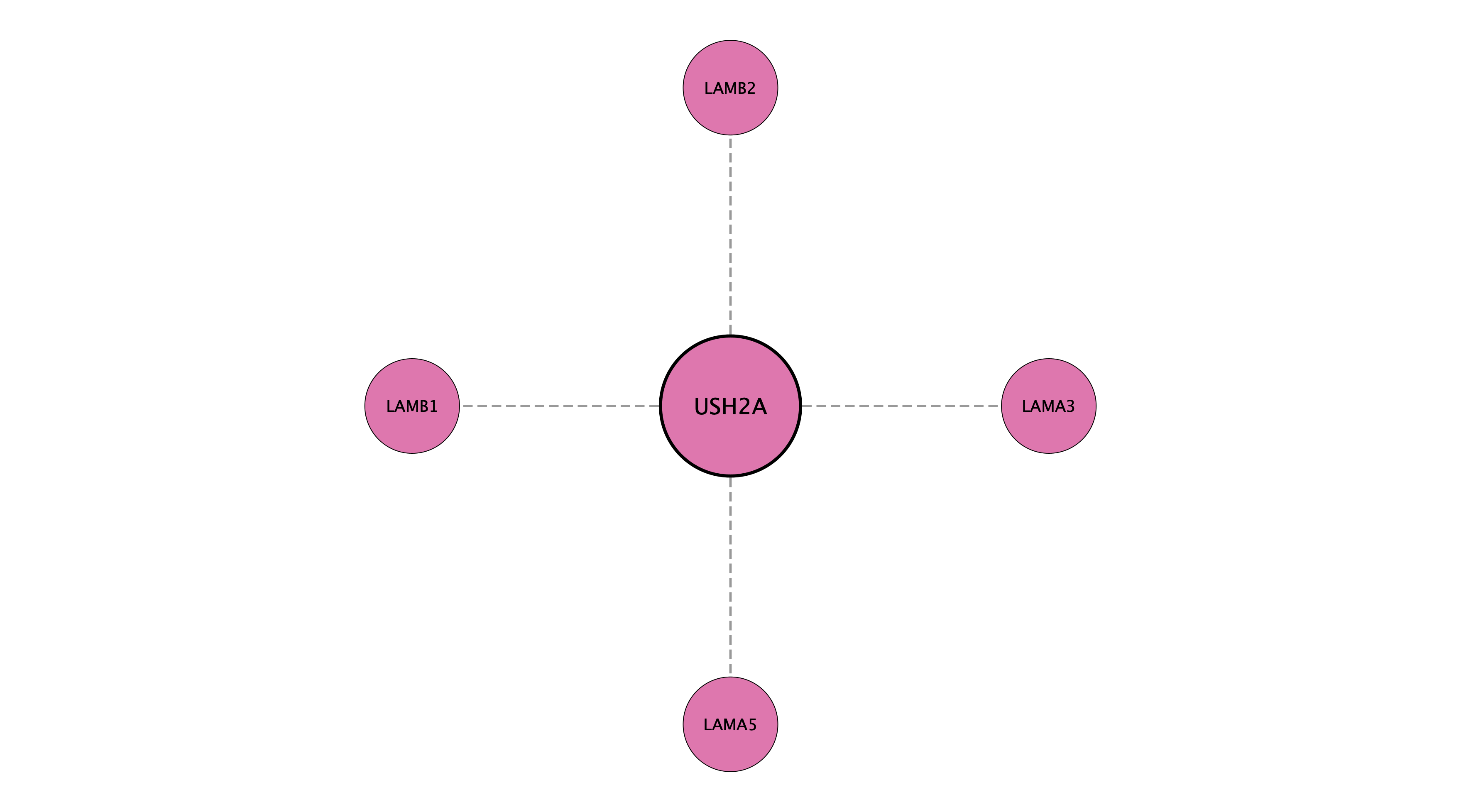 USH2A protein interaction network
