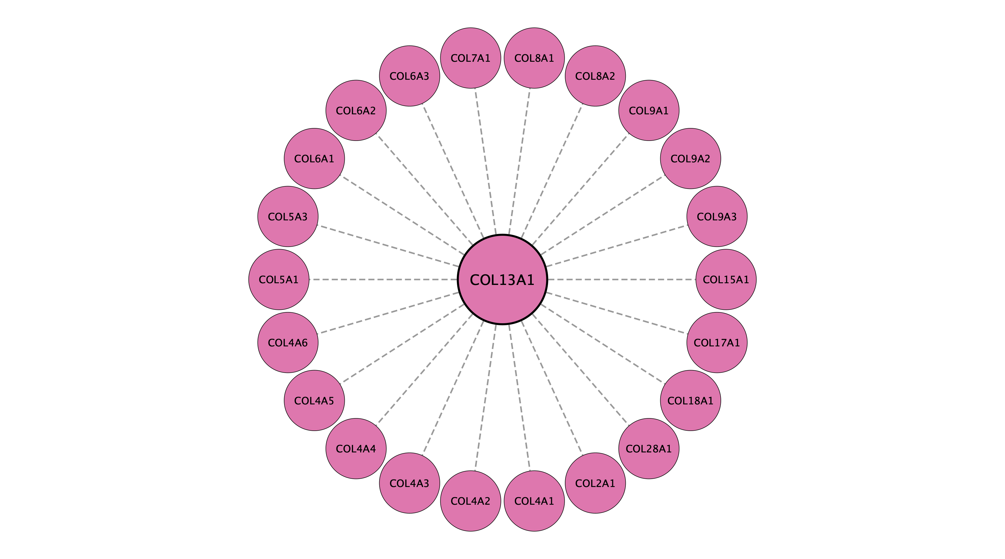 COL13A1 protein interaction network