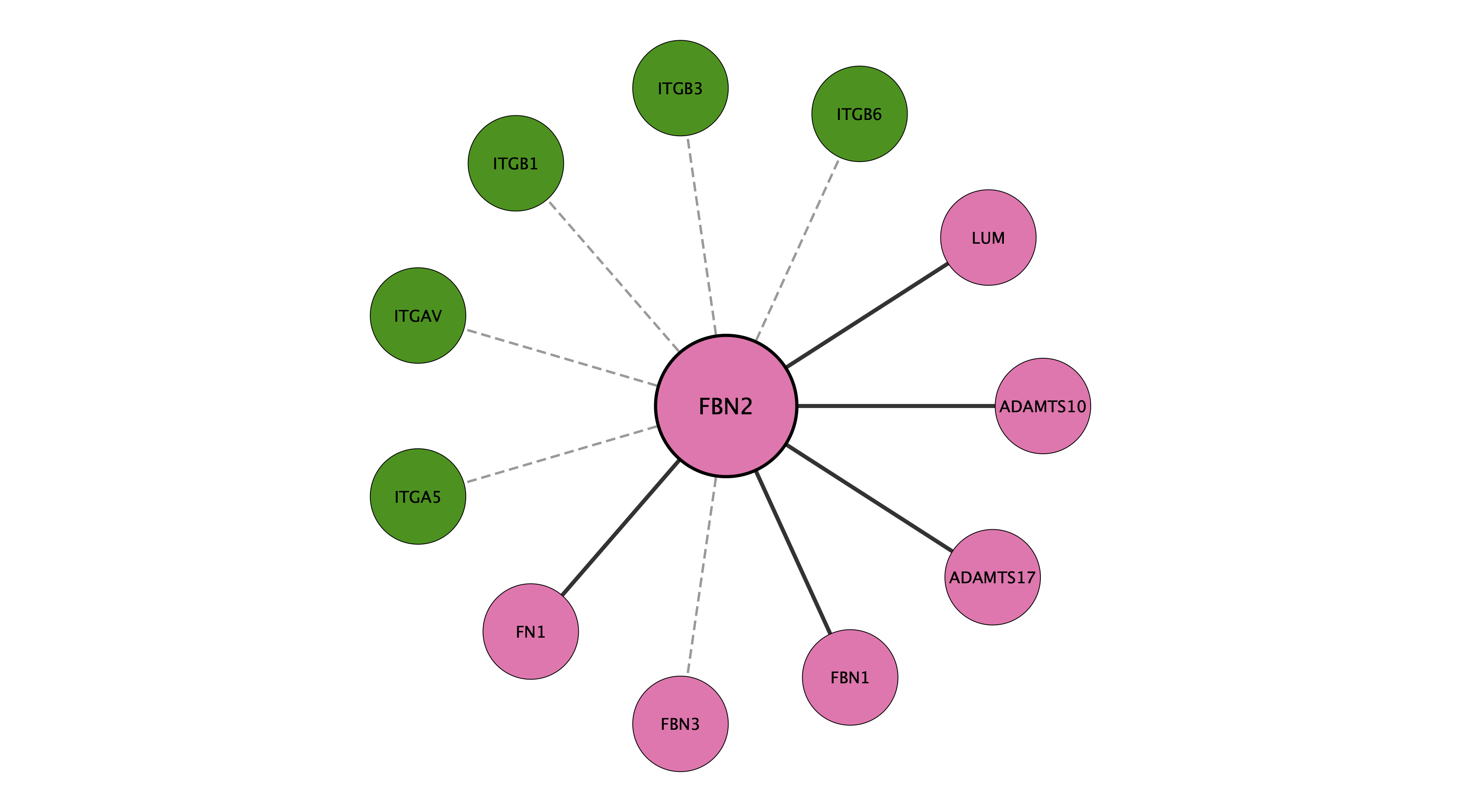 FBN2 protein interaction network