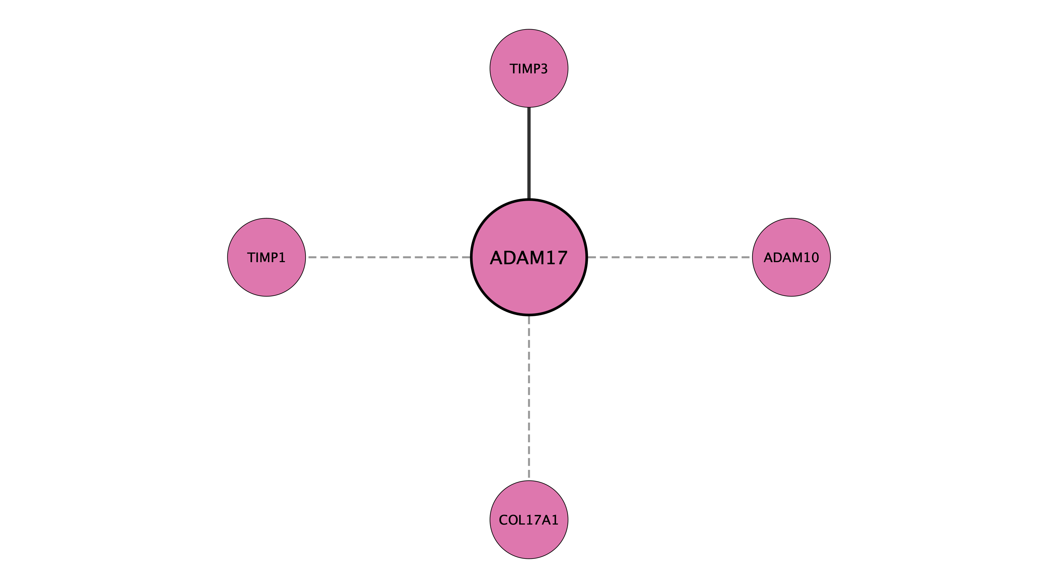 ADAM17 protein interaction network