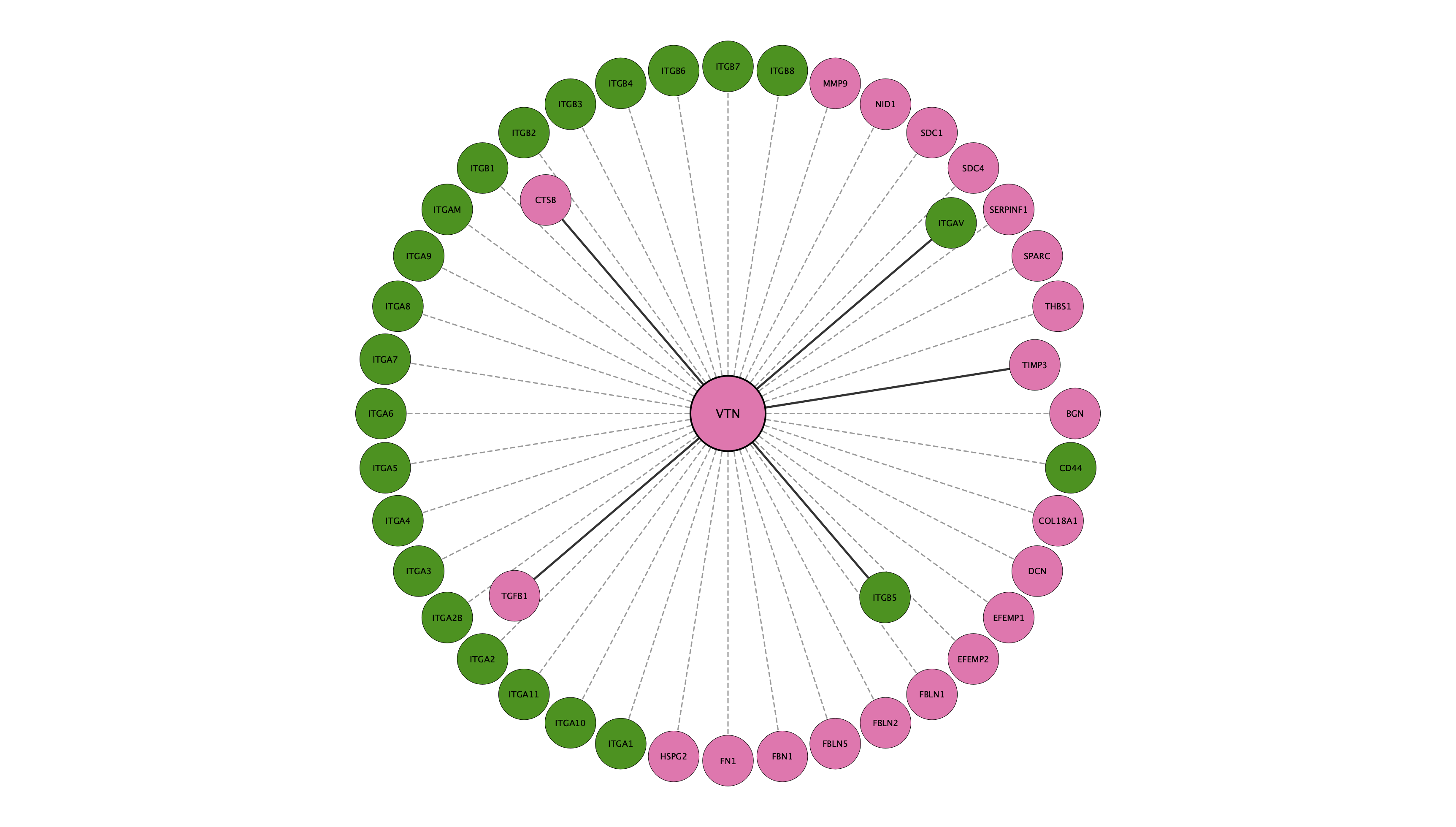 VTN protein interaction network