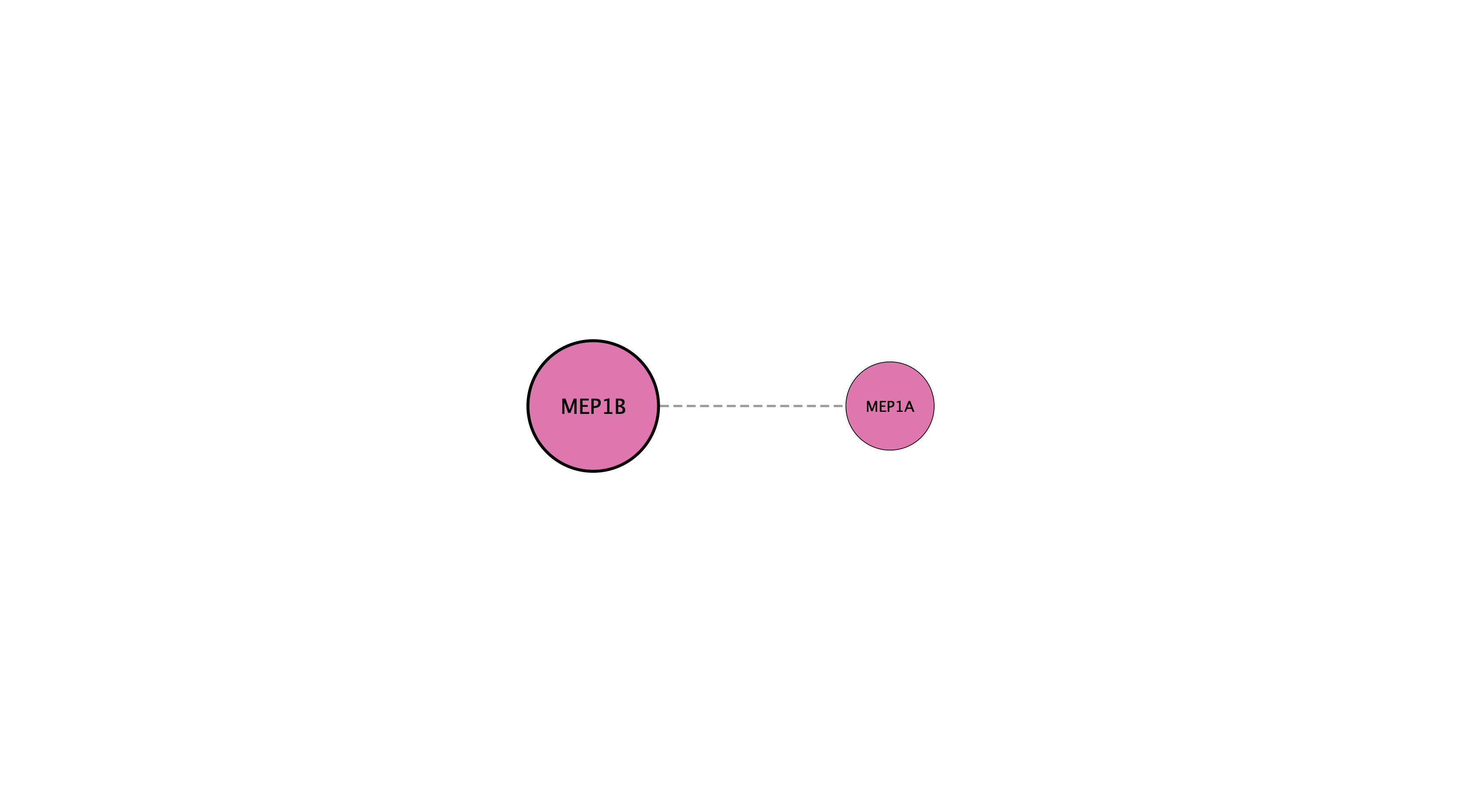 MEP1B protein interaction network