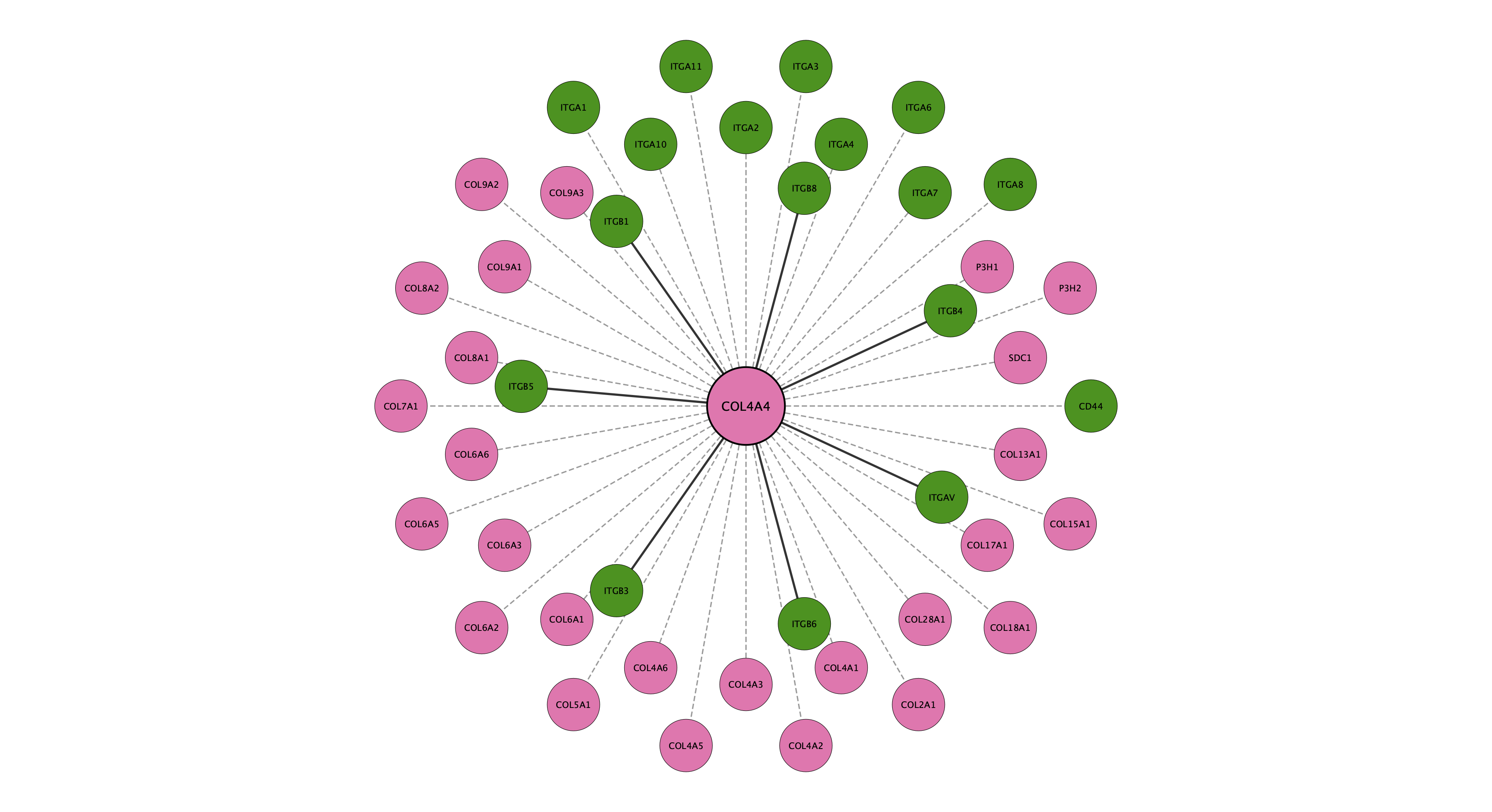 COL4A4 protein interaction network