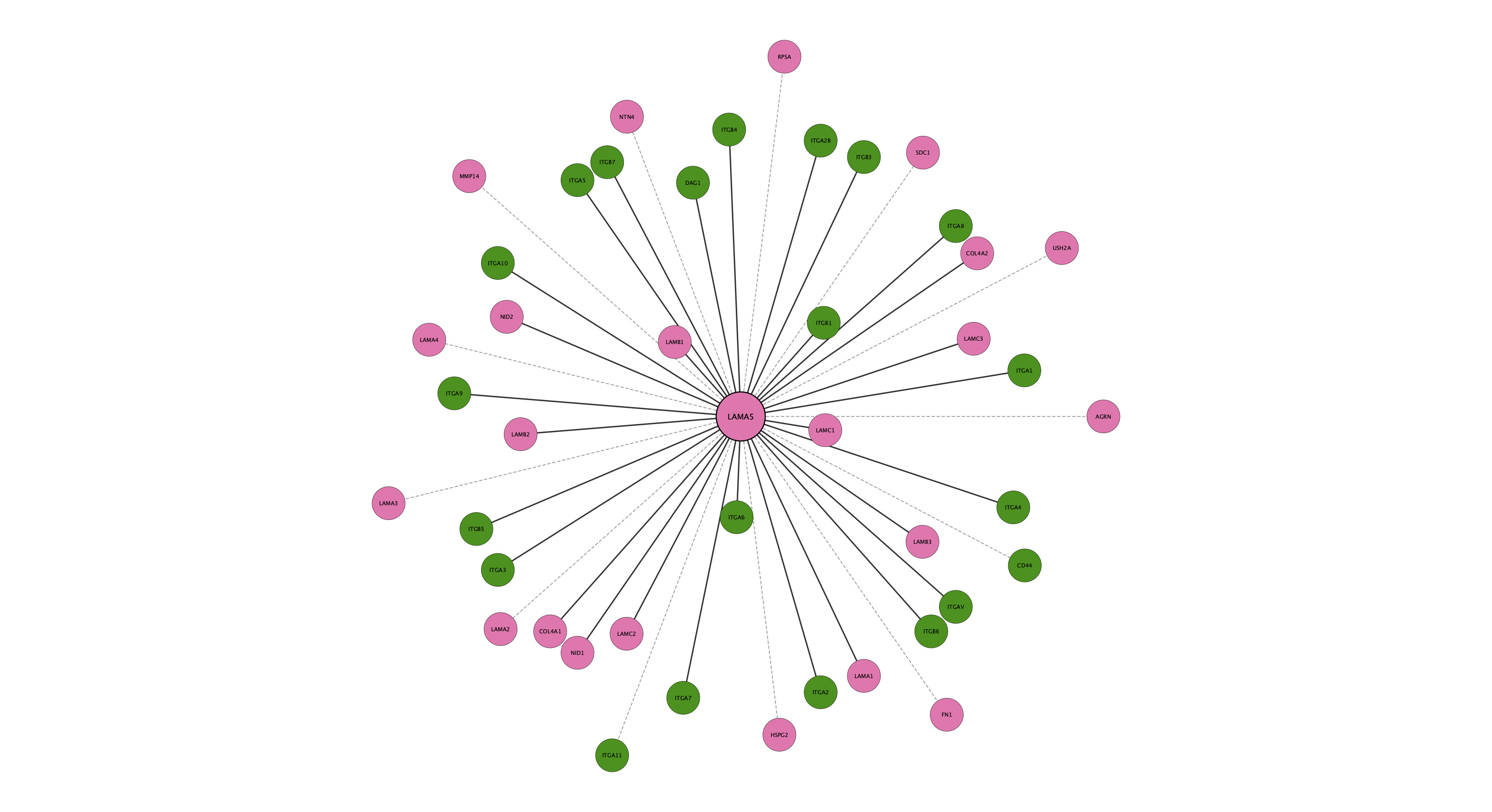 LAMA5 protein interaction network