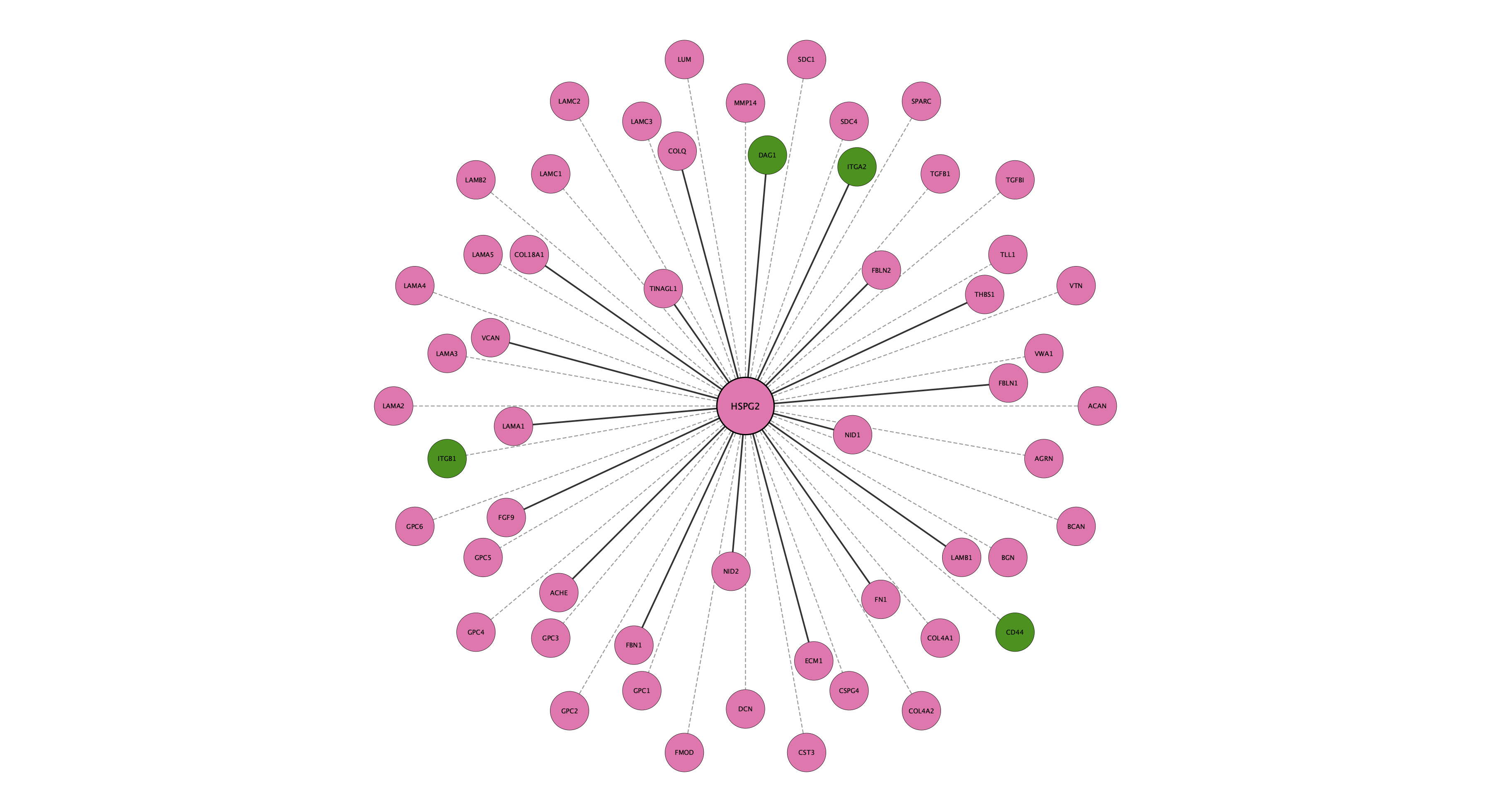 HSPG2 protein interaction network