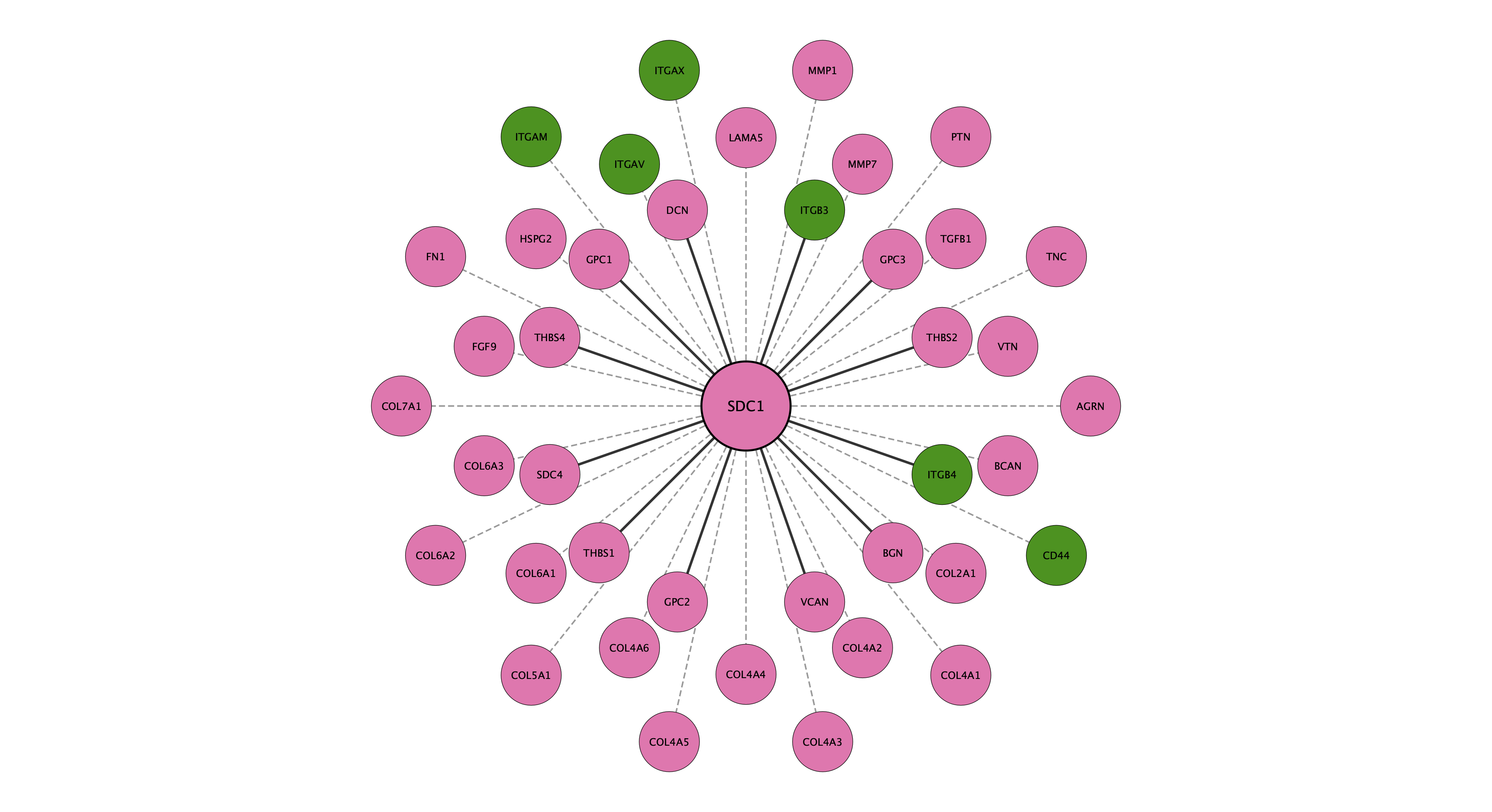 SDC1 protein interaction network