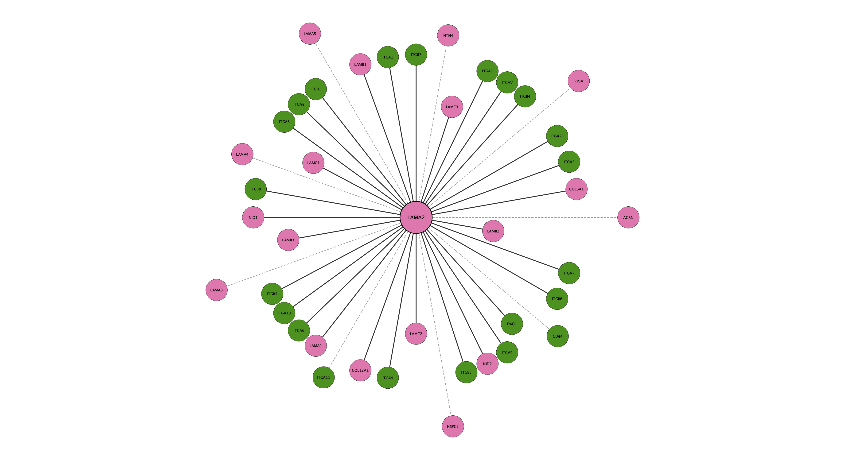 LAMA2 protein interaction network
