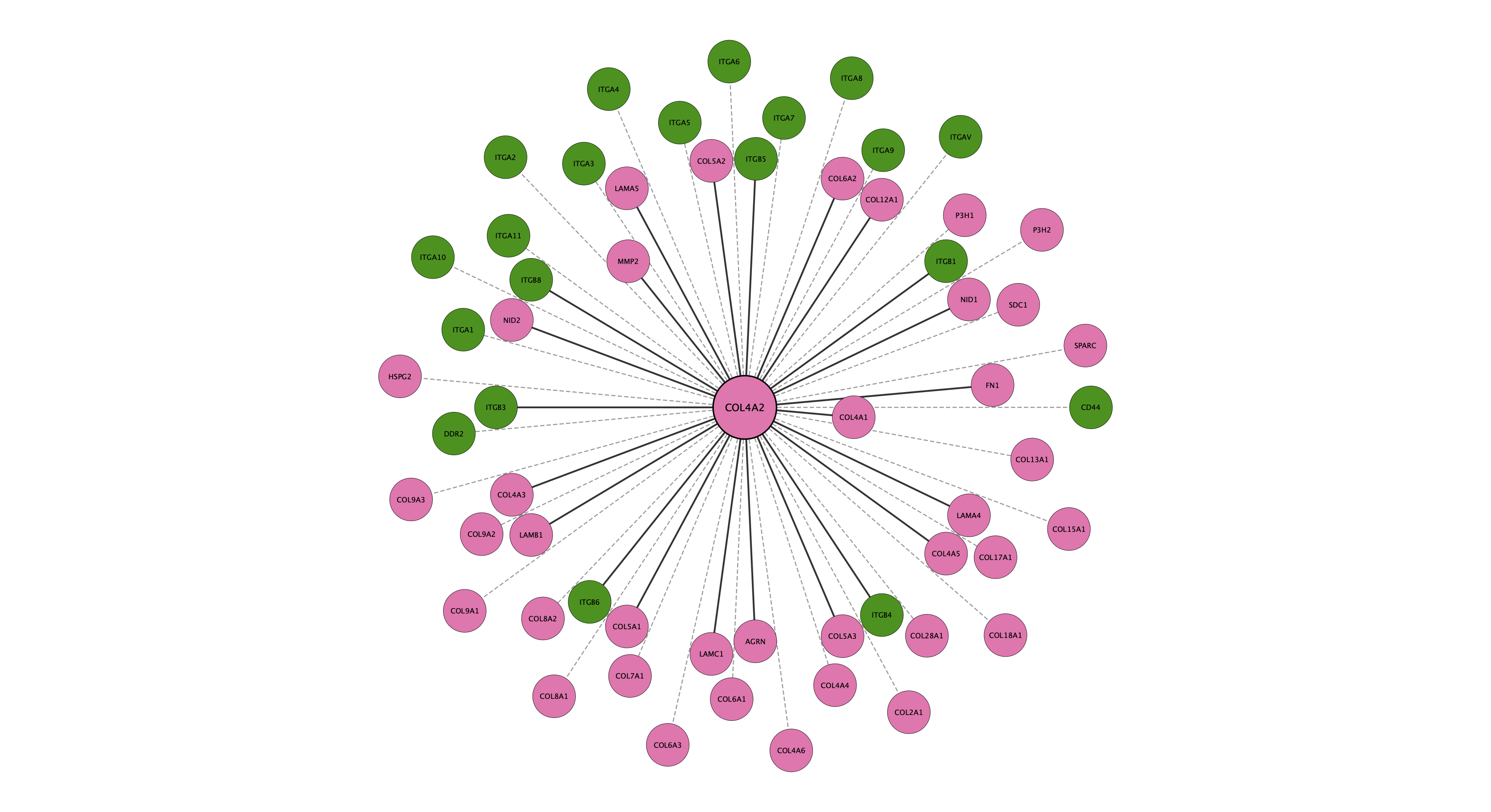 COL4A2 protein interaction network