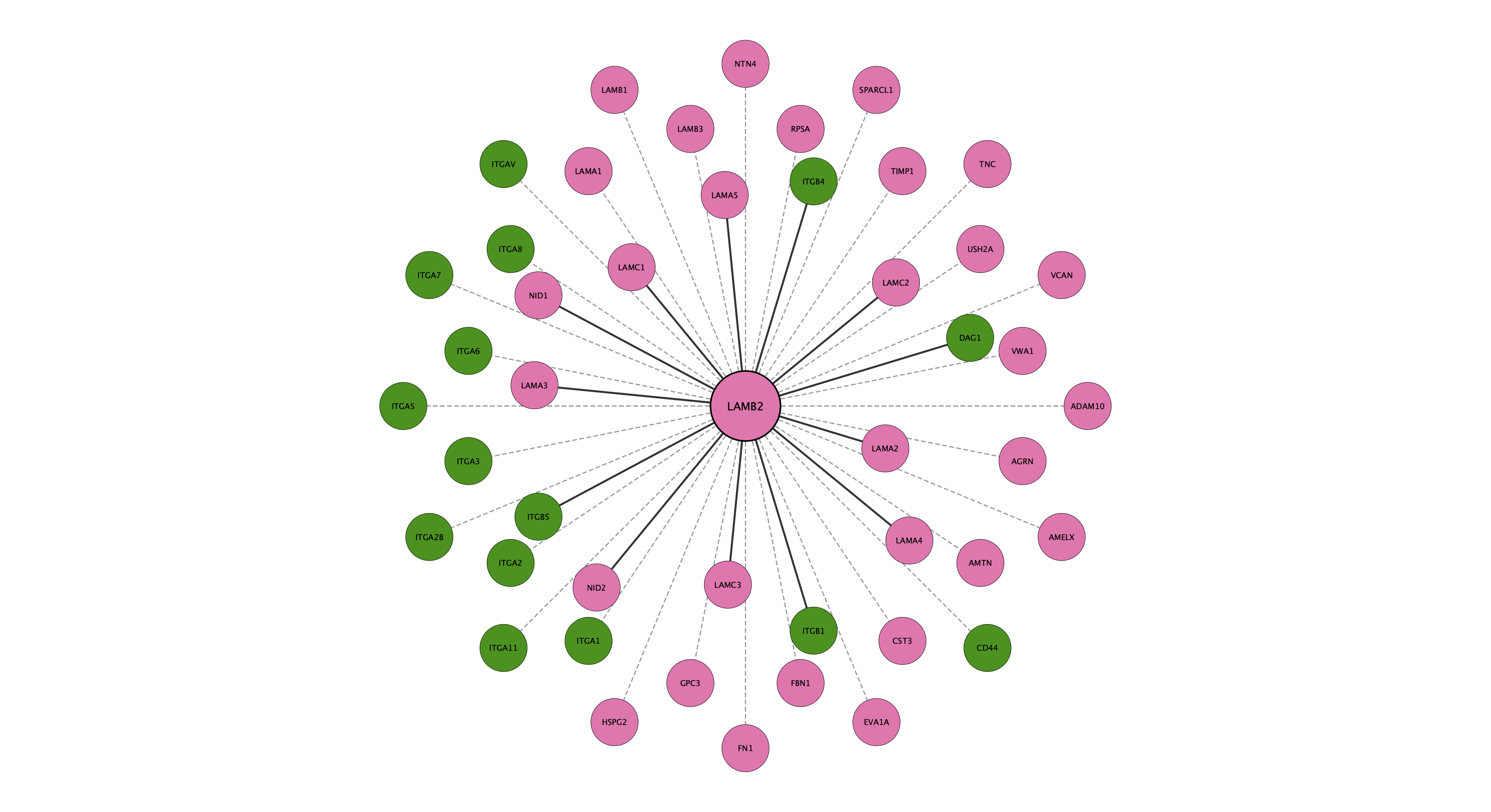 LAMB2 protein interaction network