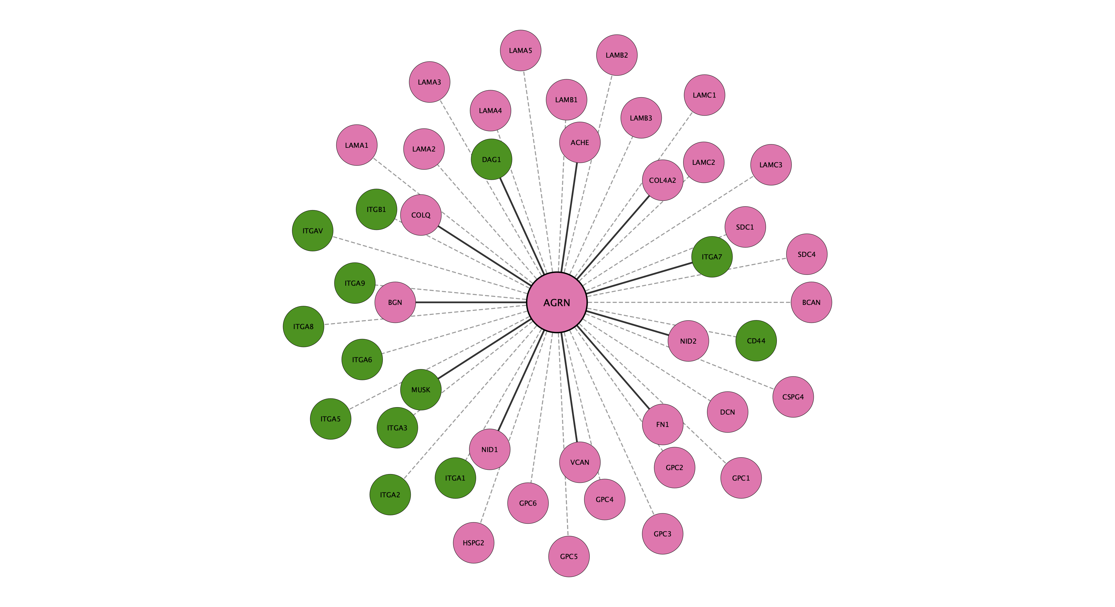AGRN protein interaction network