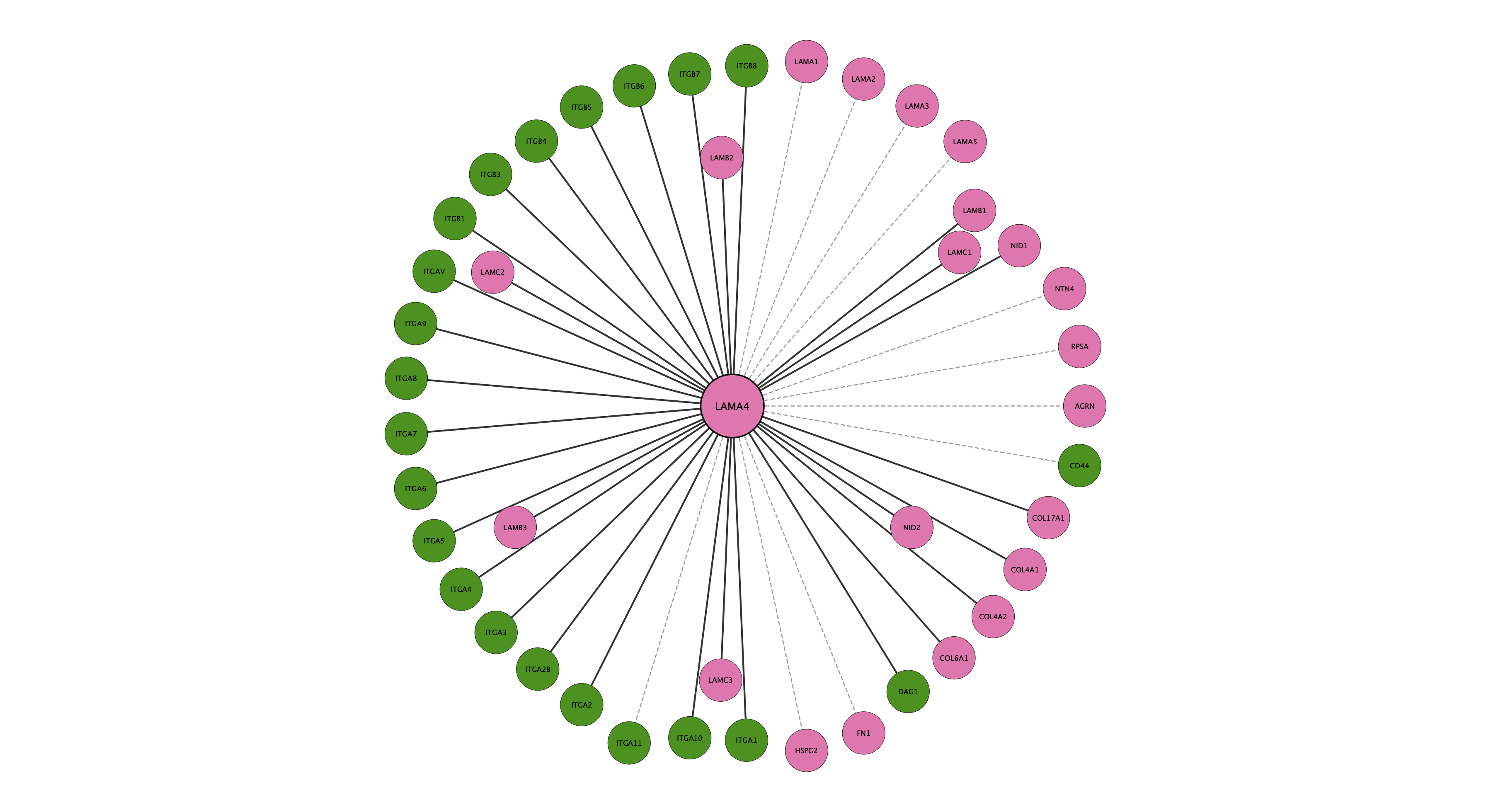 LAMA4 protein interaction network
