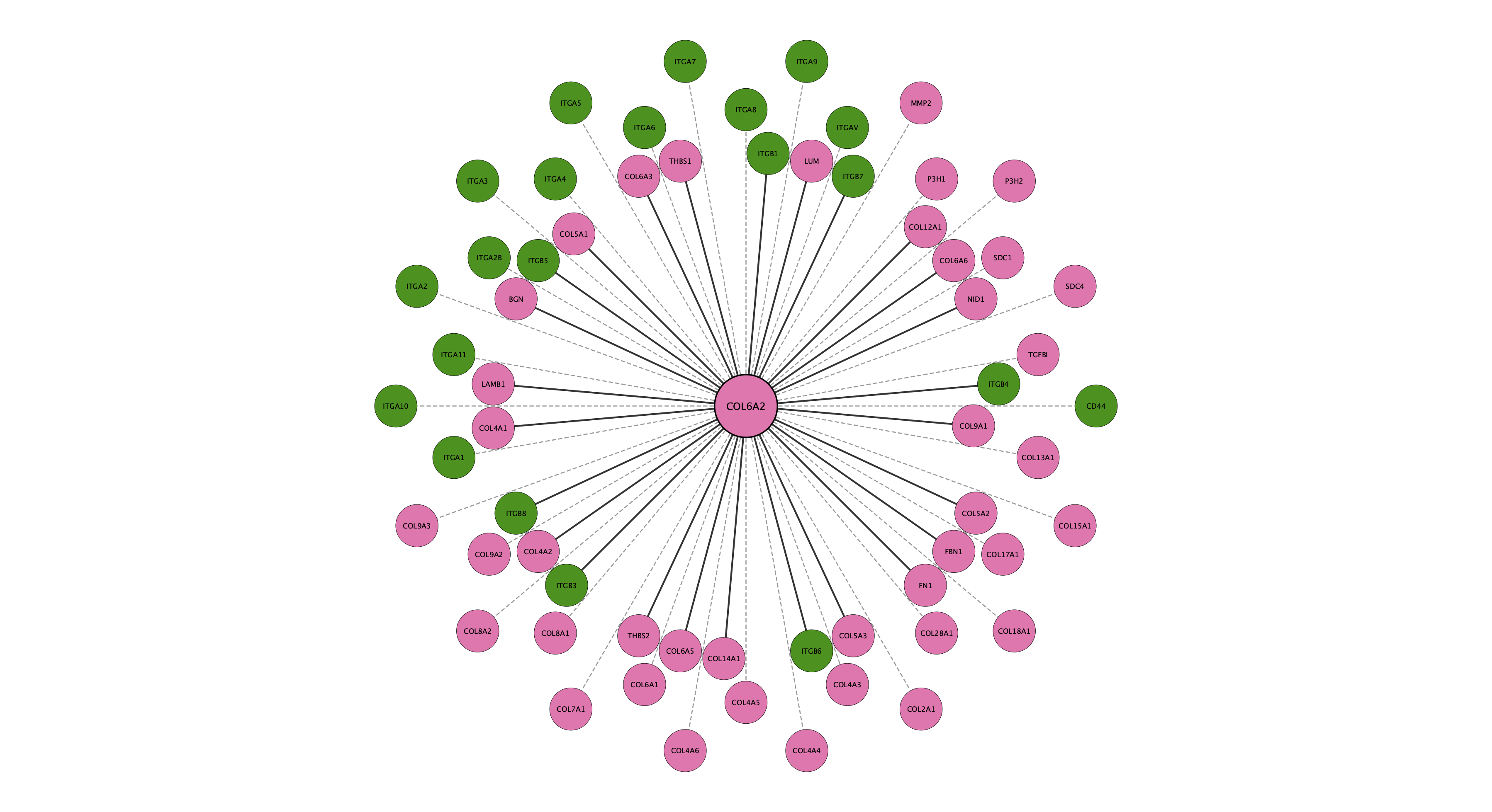 COL6A2 protein interaction network