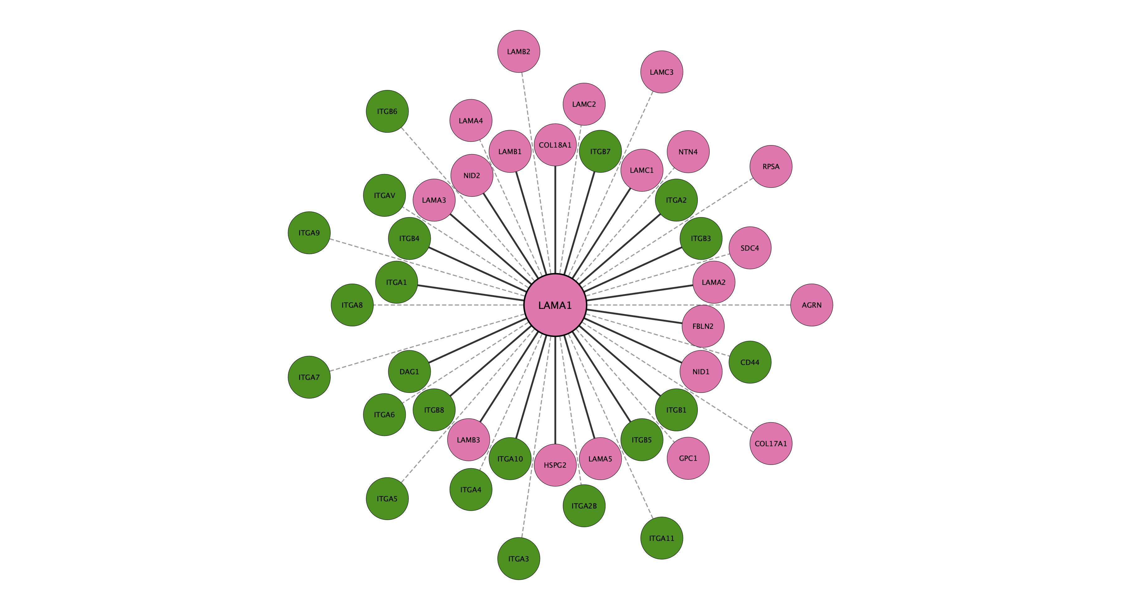 LAMA1 protein interaction network