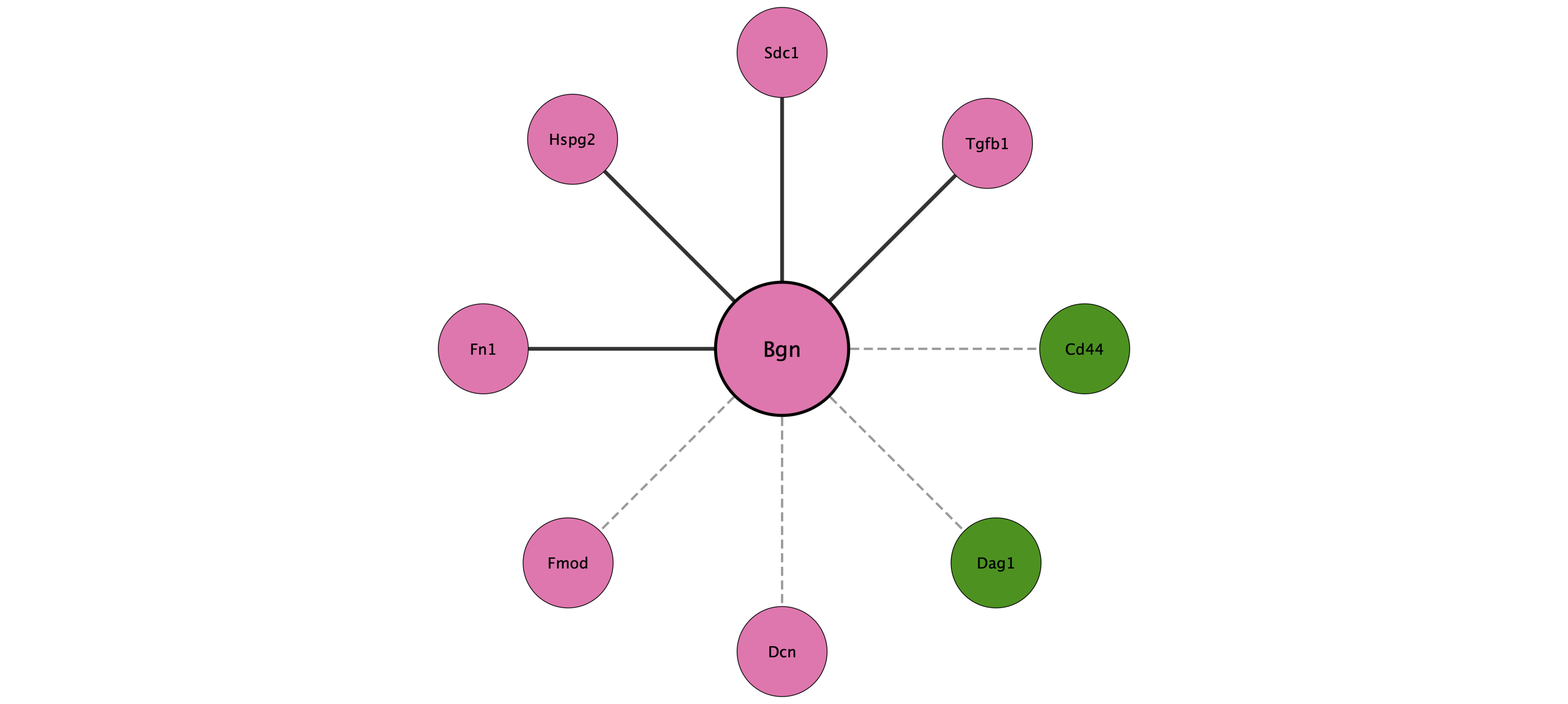 Bgn protein interaction network