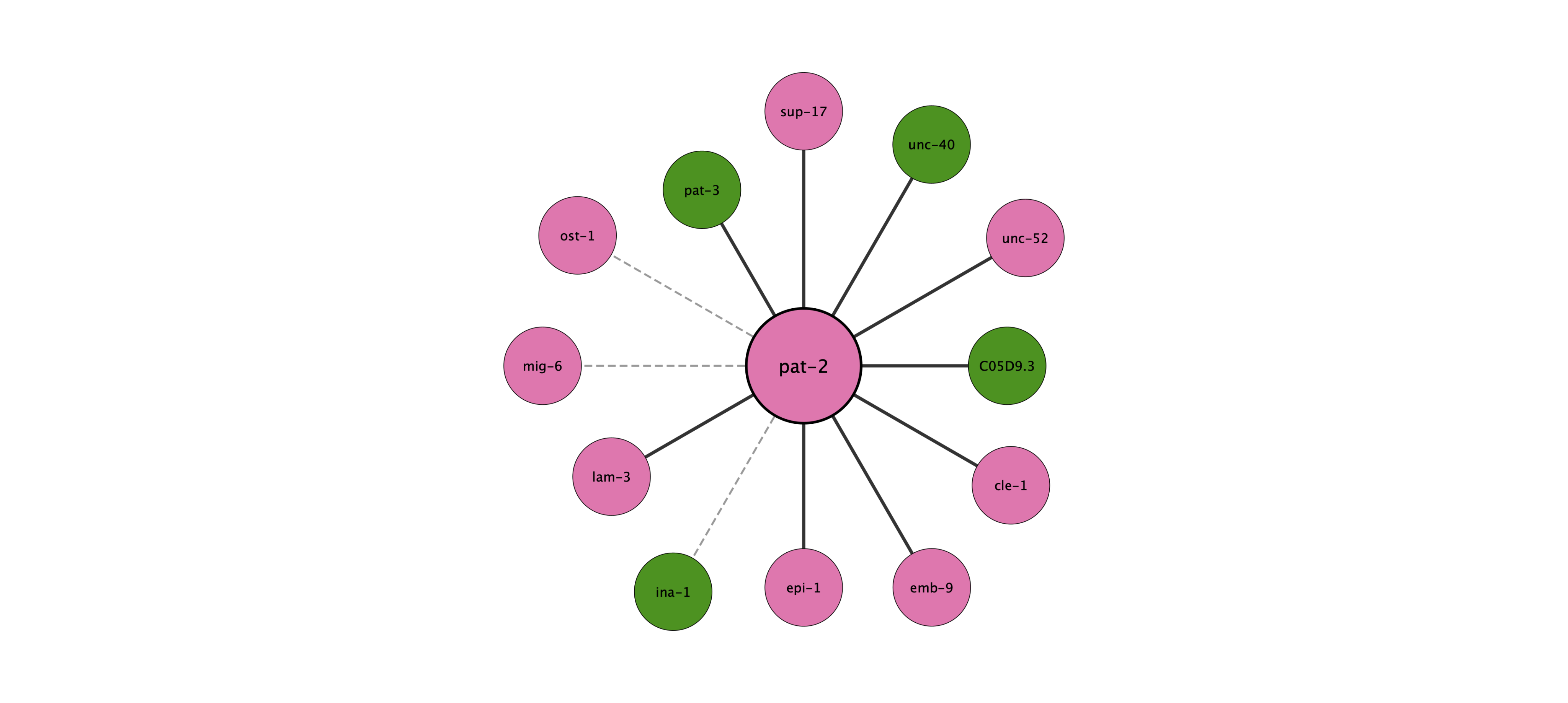 pat-2 protein interaction network
