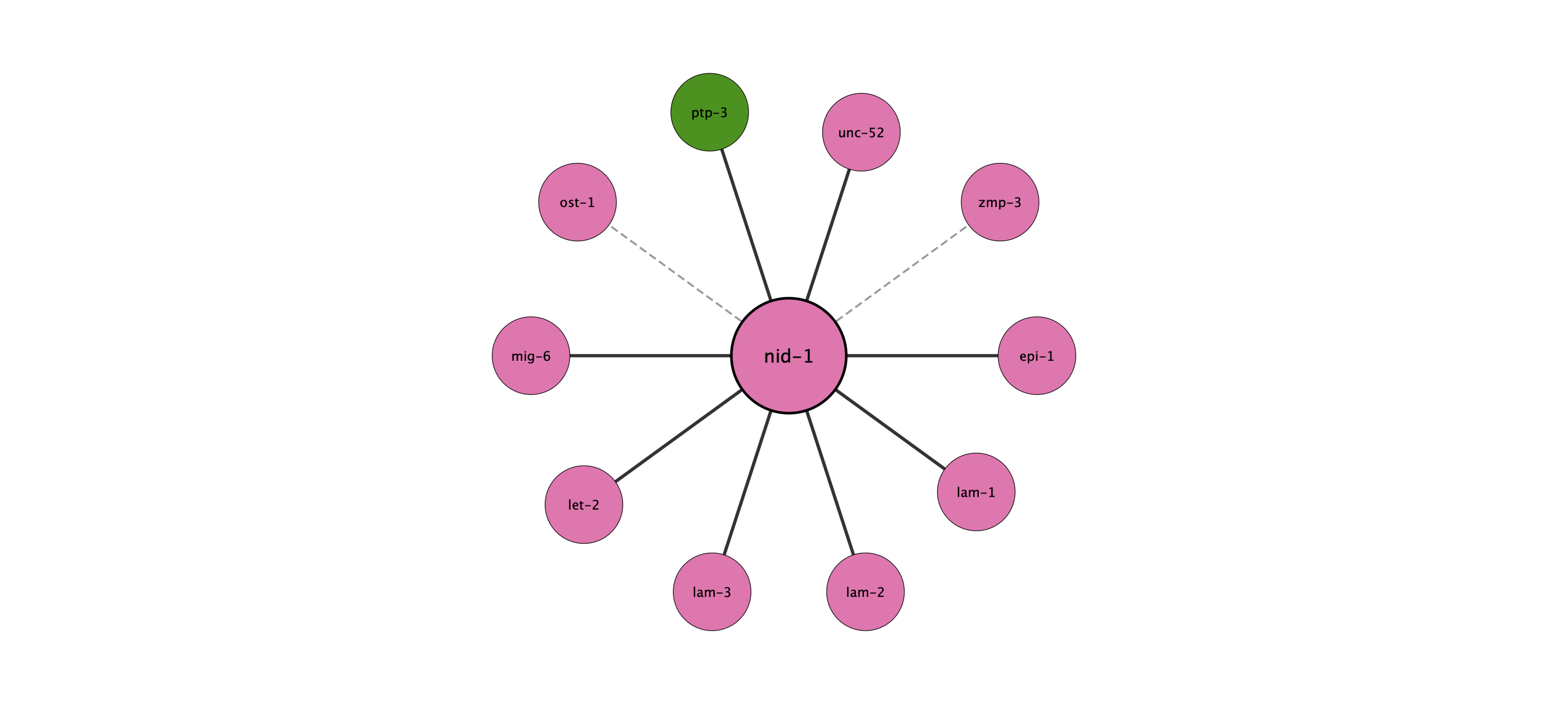 nid-1 protein interaction network