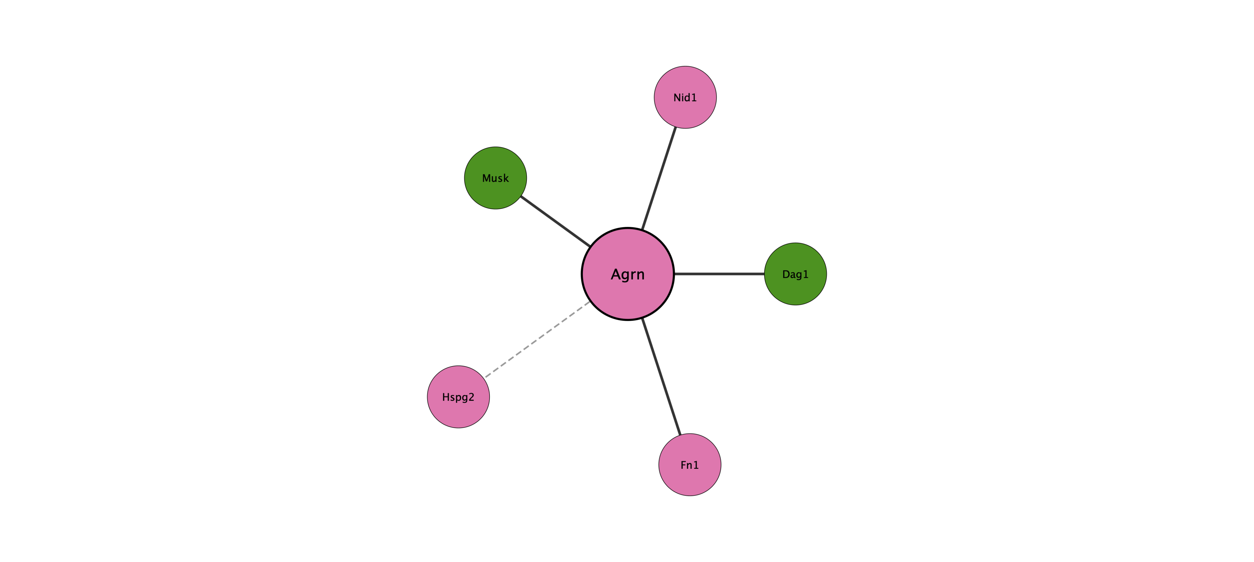 Agrn protein interaction network