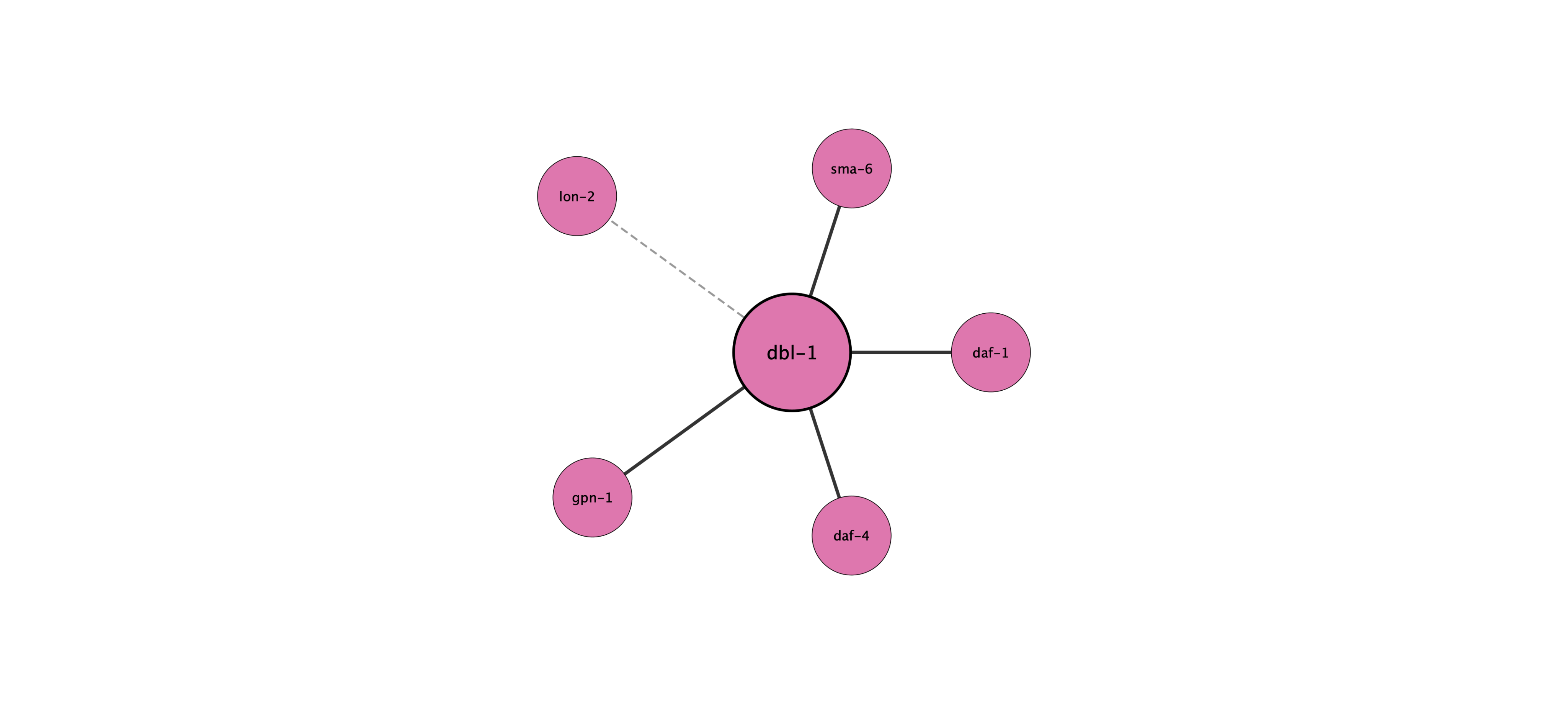dbl-1 protein interaction network